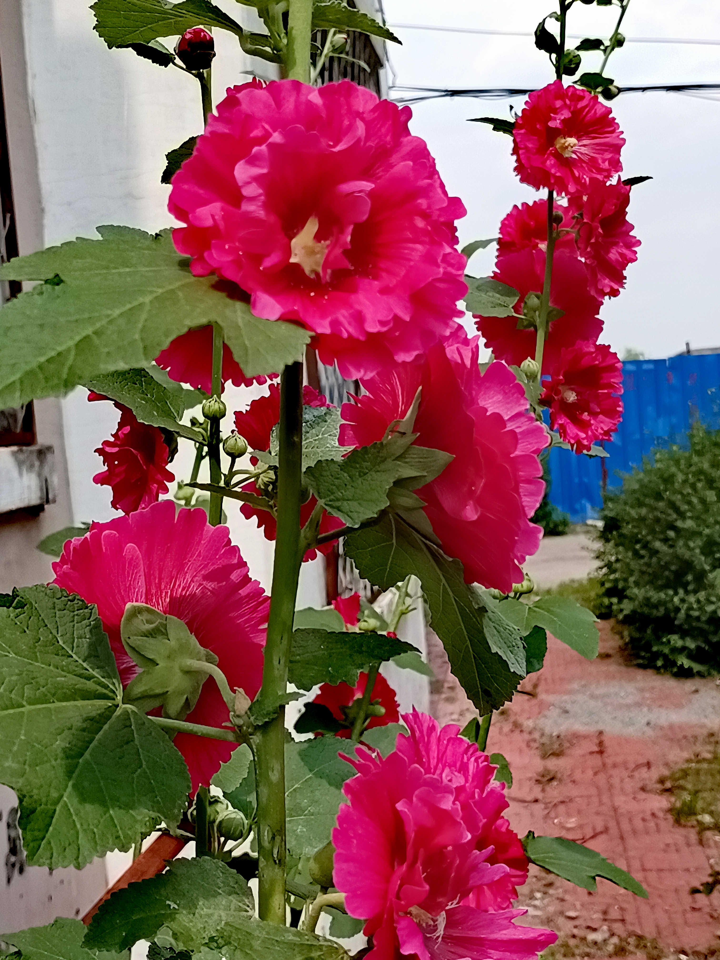 蜀葵红花,又叫棋盘花,麻杆花,一丈红,蜀季花,斗篷花,饽饽花,光光花