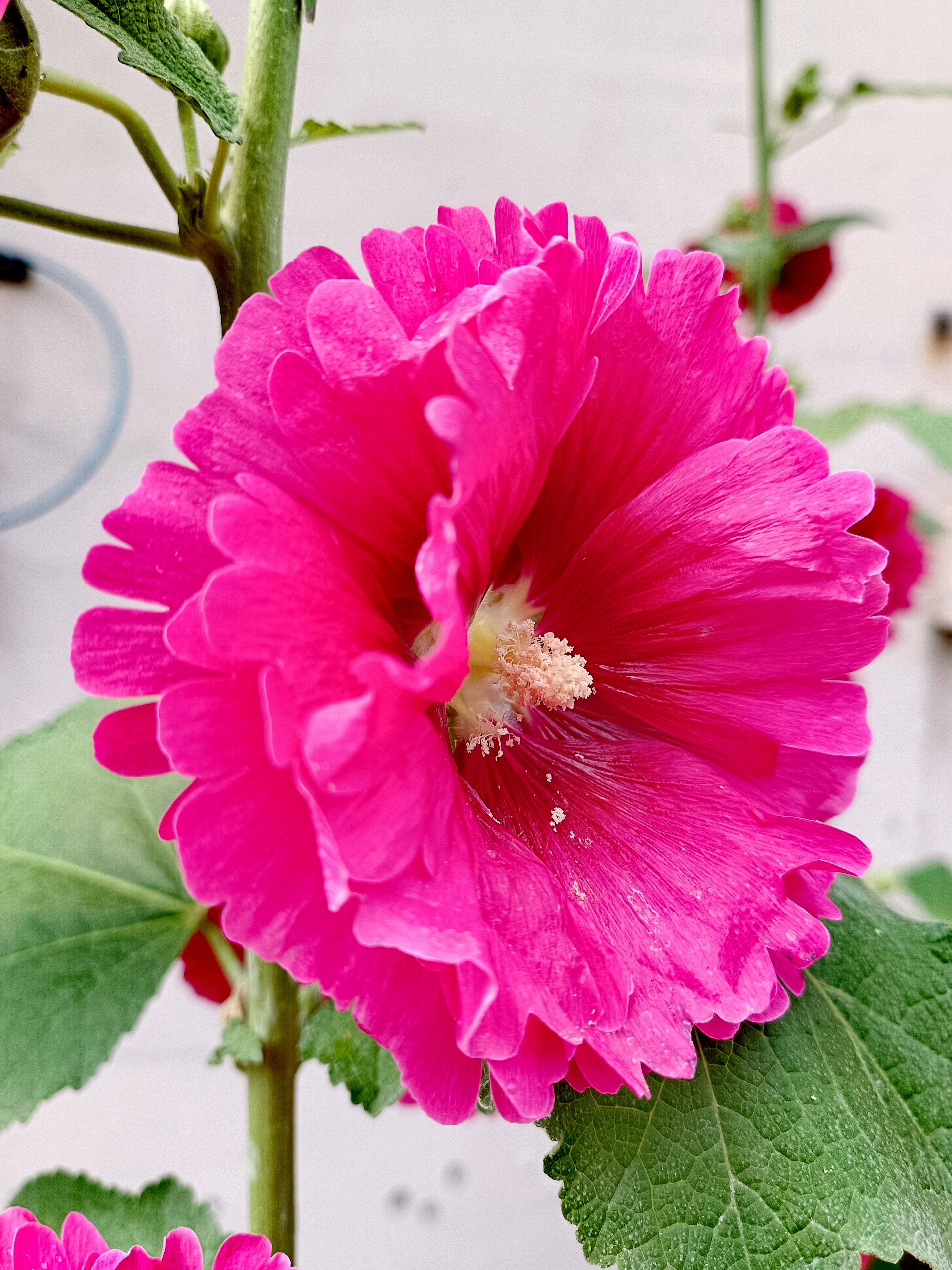 蜀葵红花,又叫棋盘花,麻杆花,一丈红,蜀季花,斗篷花,饽饽花,光光花