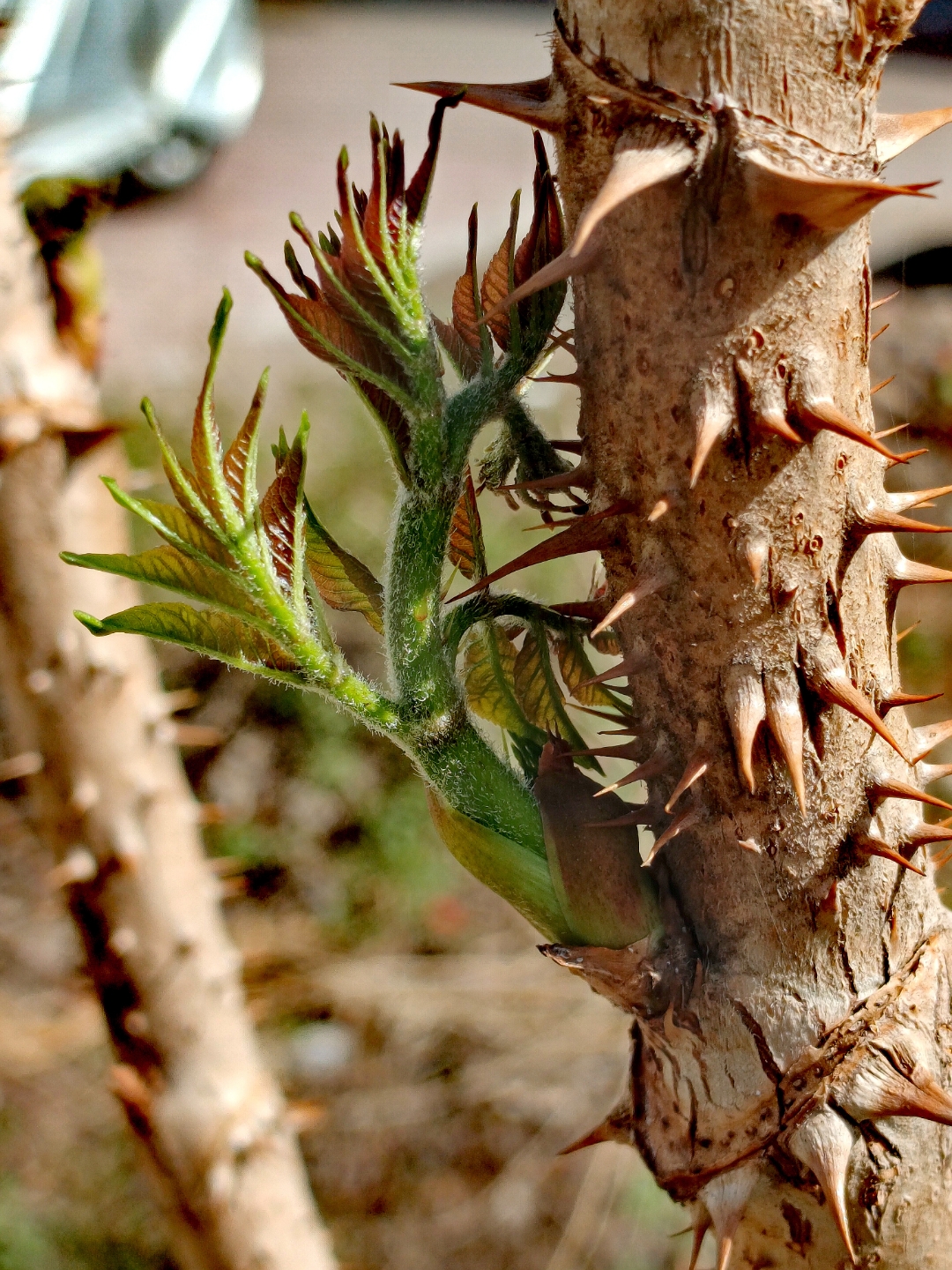 五一劳动节去采野菜吧!