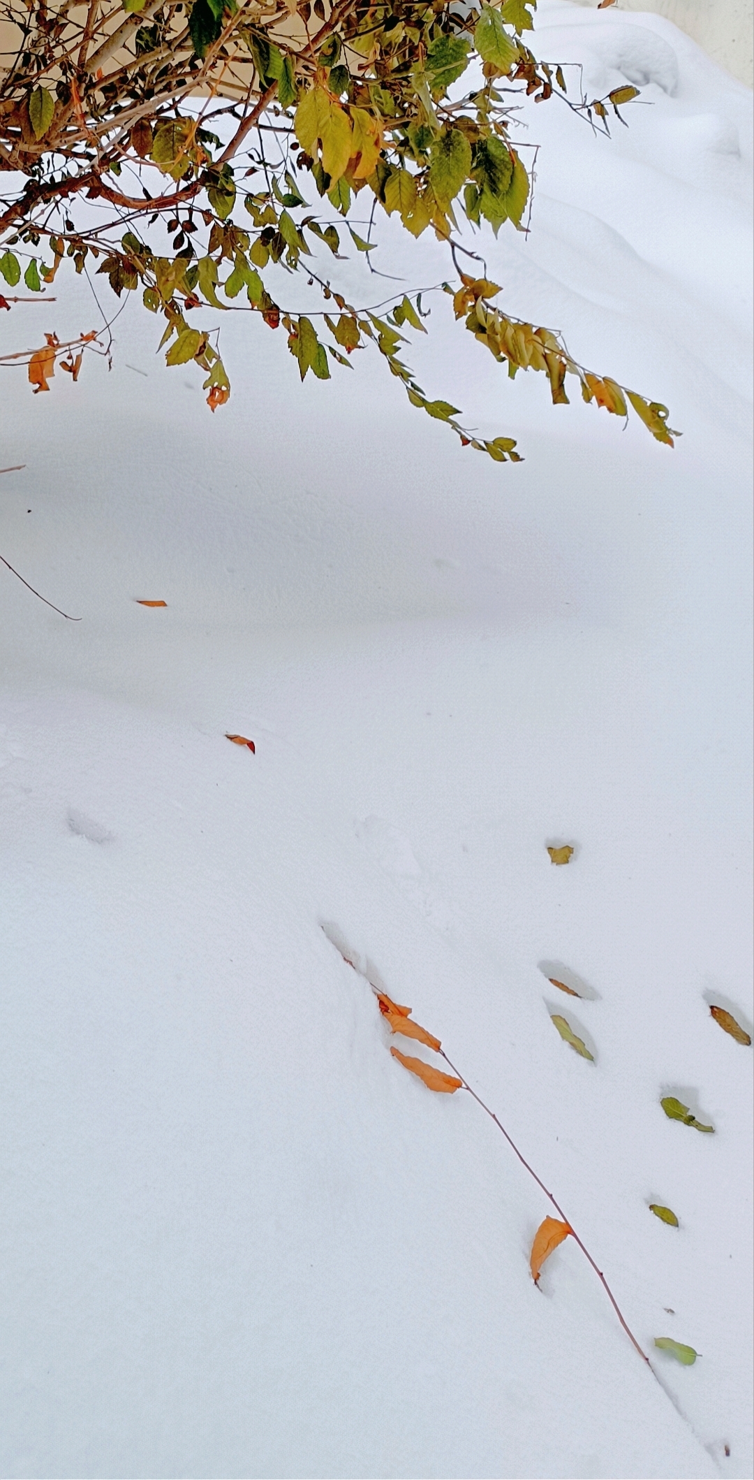 美丽晶莹的雪花