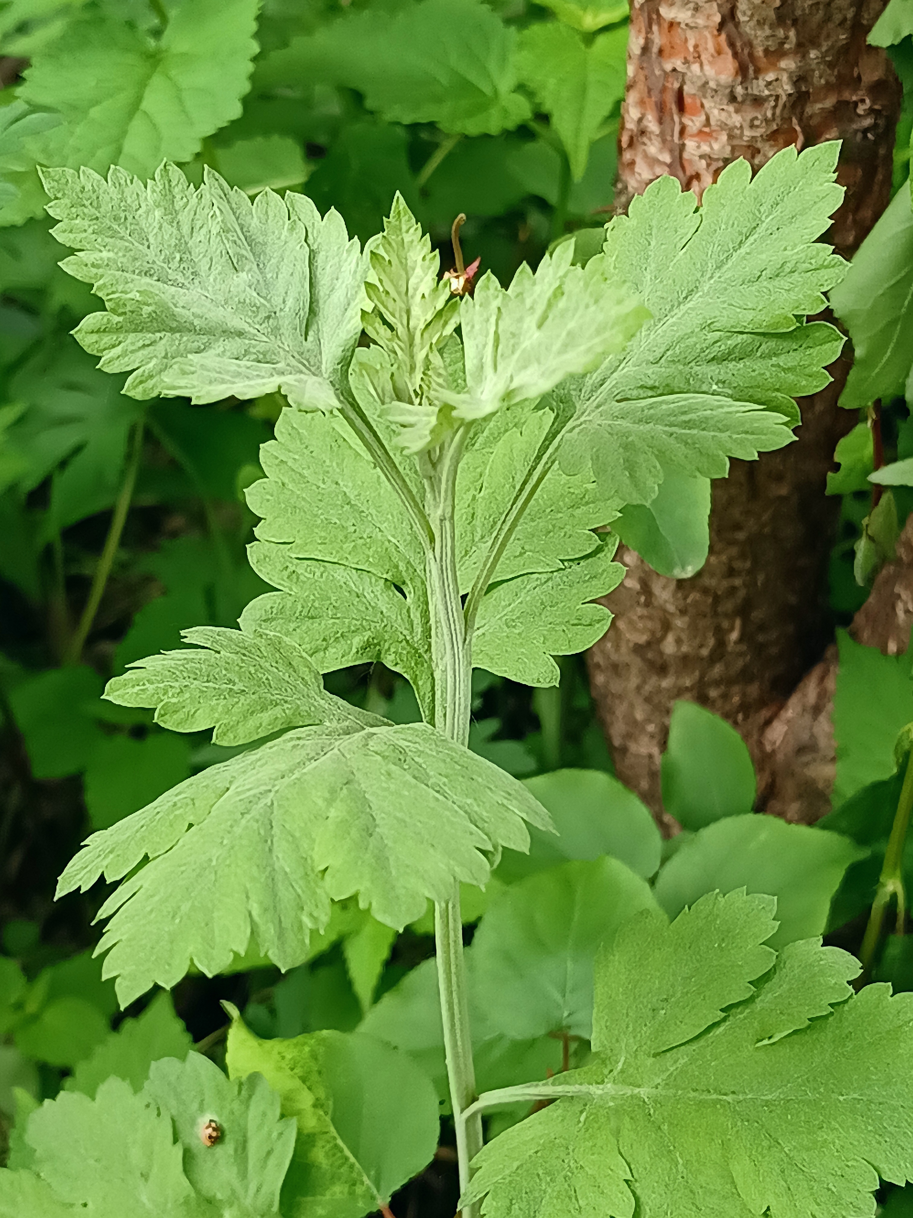 图片高清图片野生艾草图片野生艾草图片大全艾蒿是什么艾草与艾蒿图片