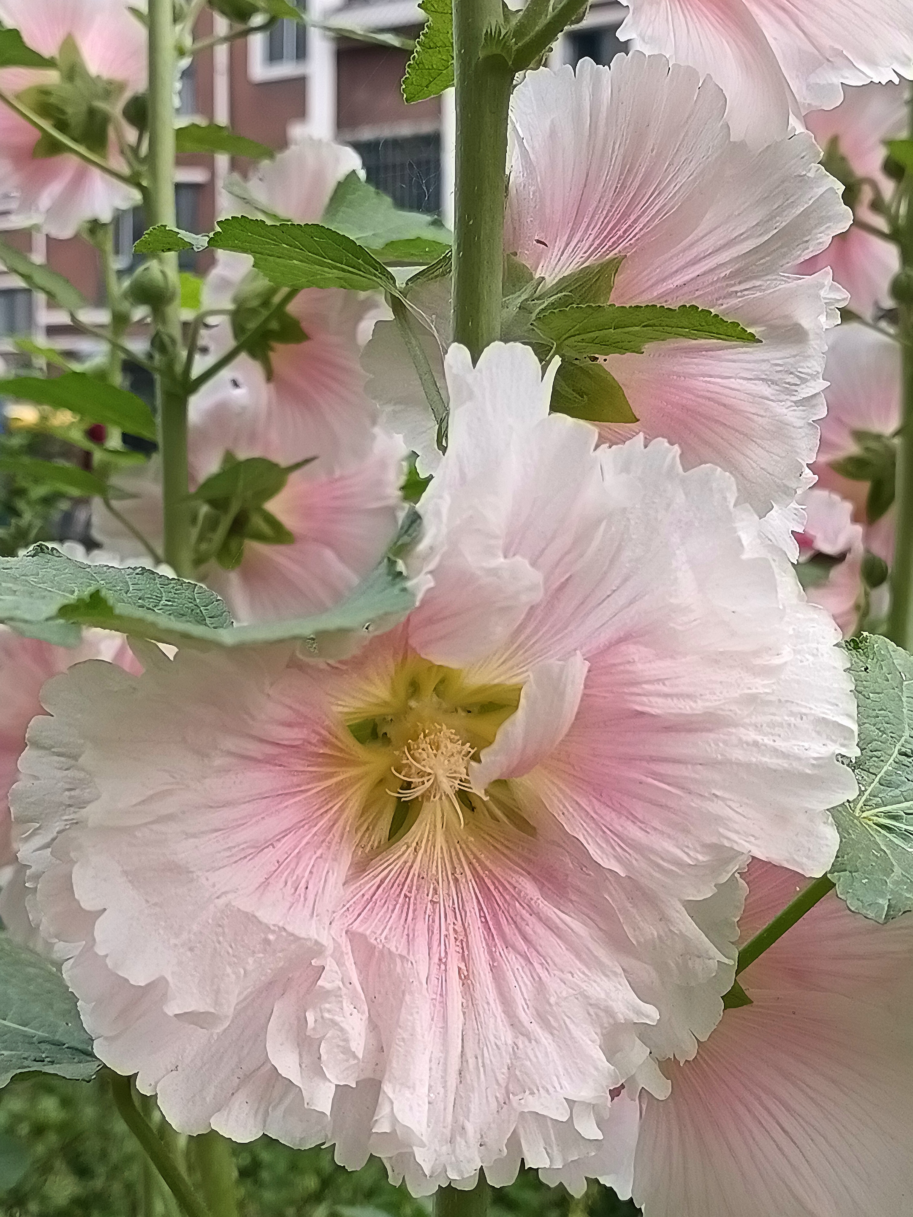 蜀葵红花,又叫棋盘花,麻杆花,一丈红,蜀季花,斗篷花,饽饽花,光光花