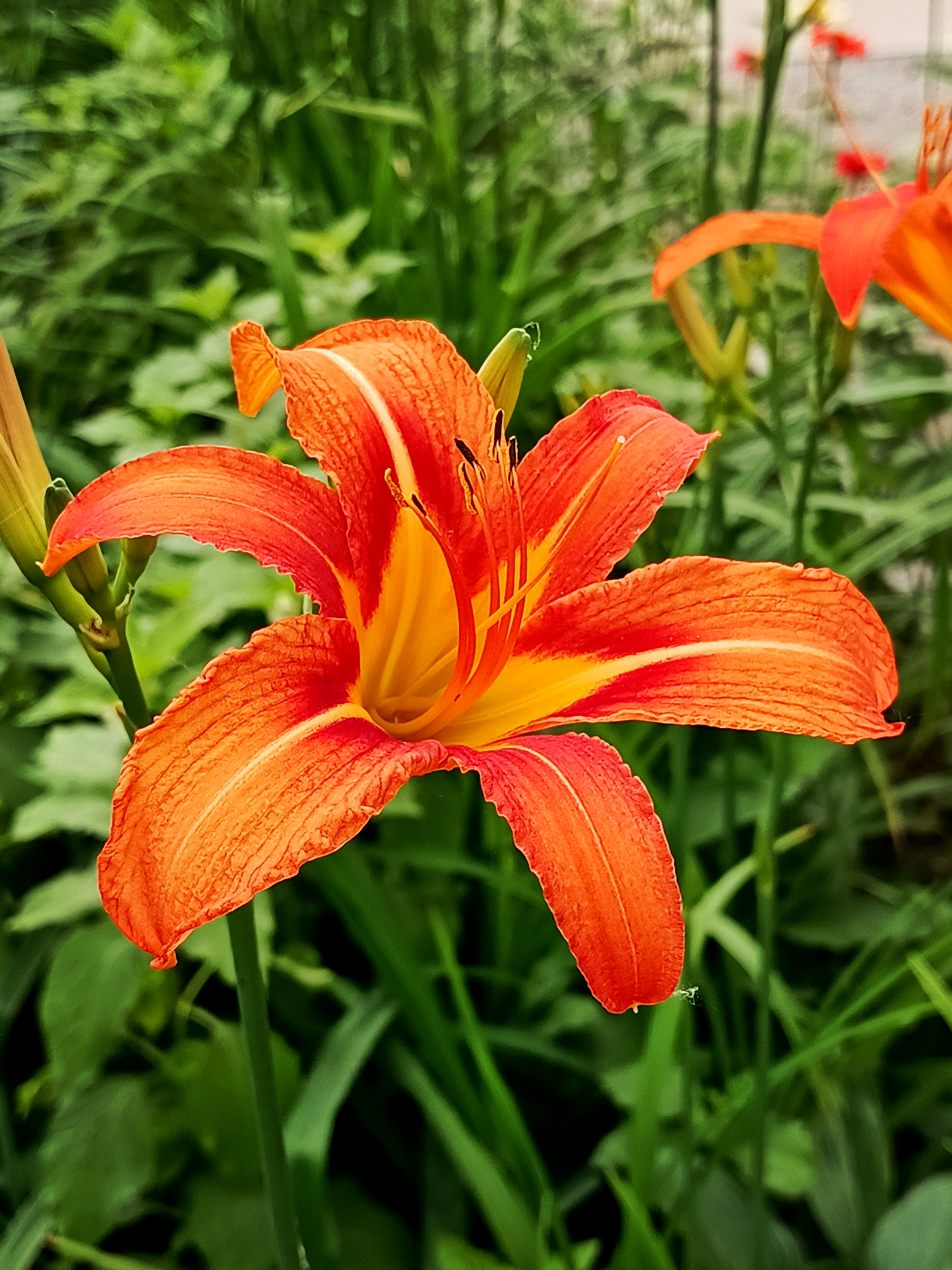 萱草花,是中国的母亲花,农历六月初六是中国的母亲节,早在康乃馨成为