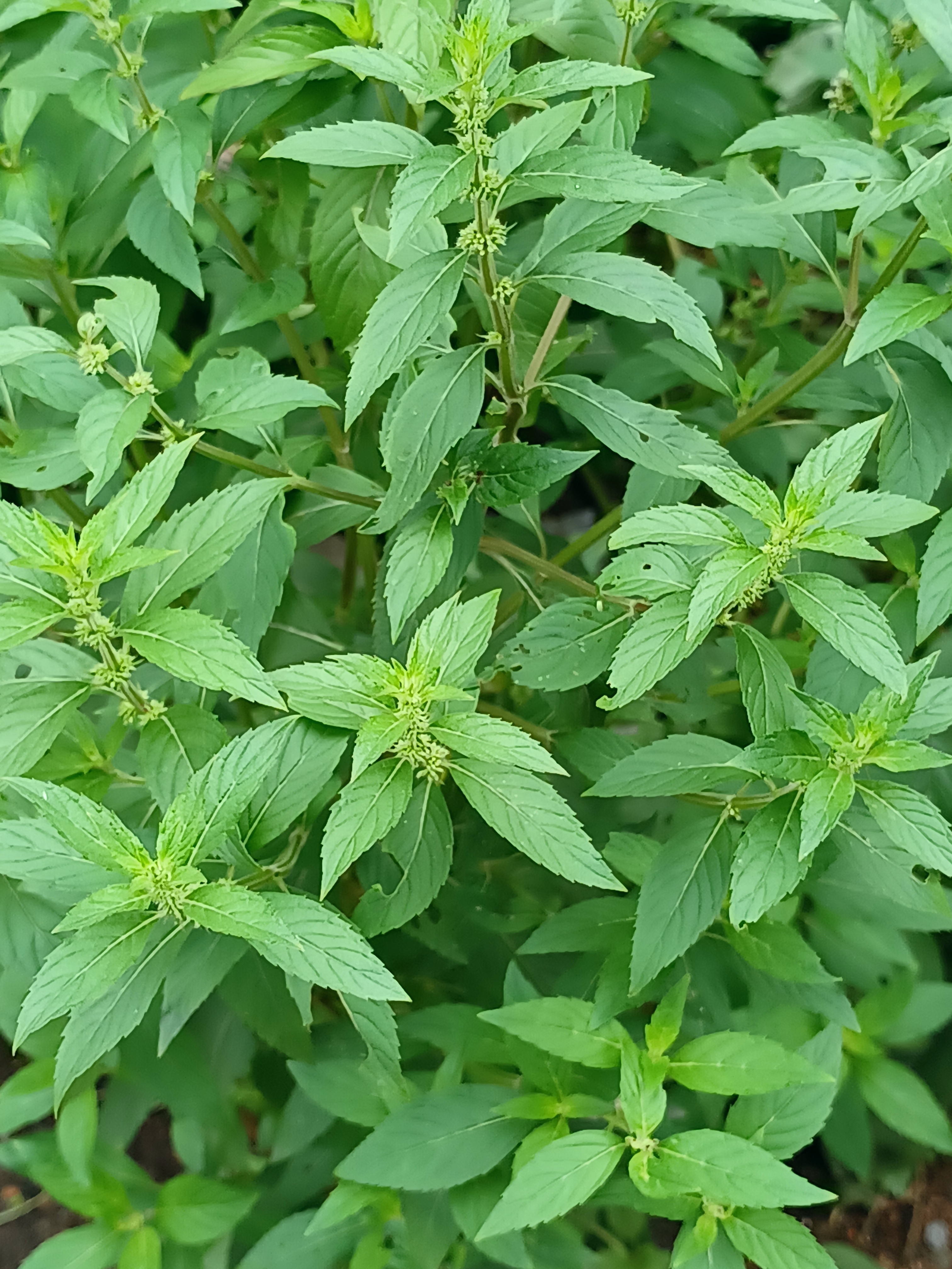 薄荷  薄荷叶茶‌:将新鲜的薄荷叶洗净后,用开水冲泡,浸泡5~10分钟