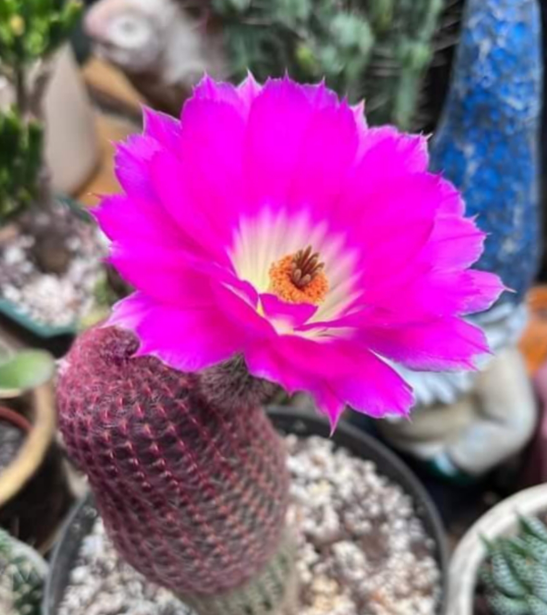 我是第一次见仙人掌开花,没想到这么漂亮.