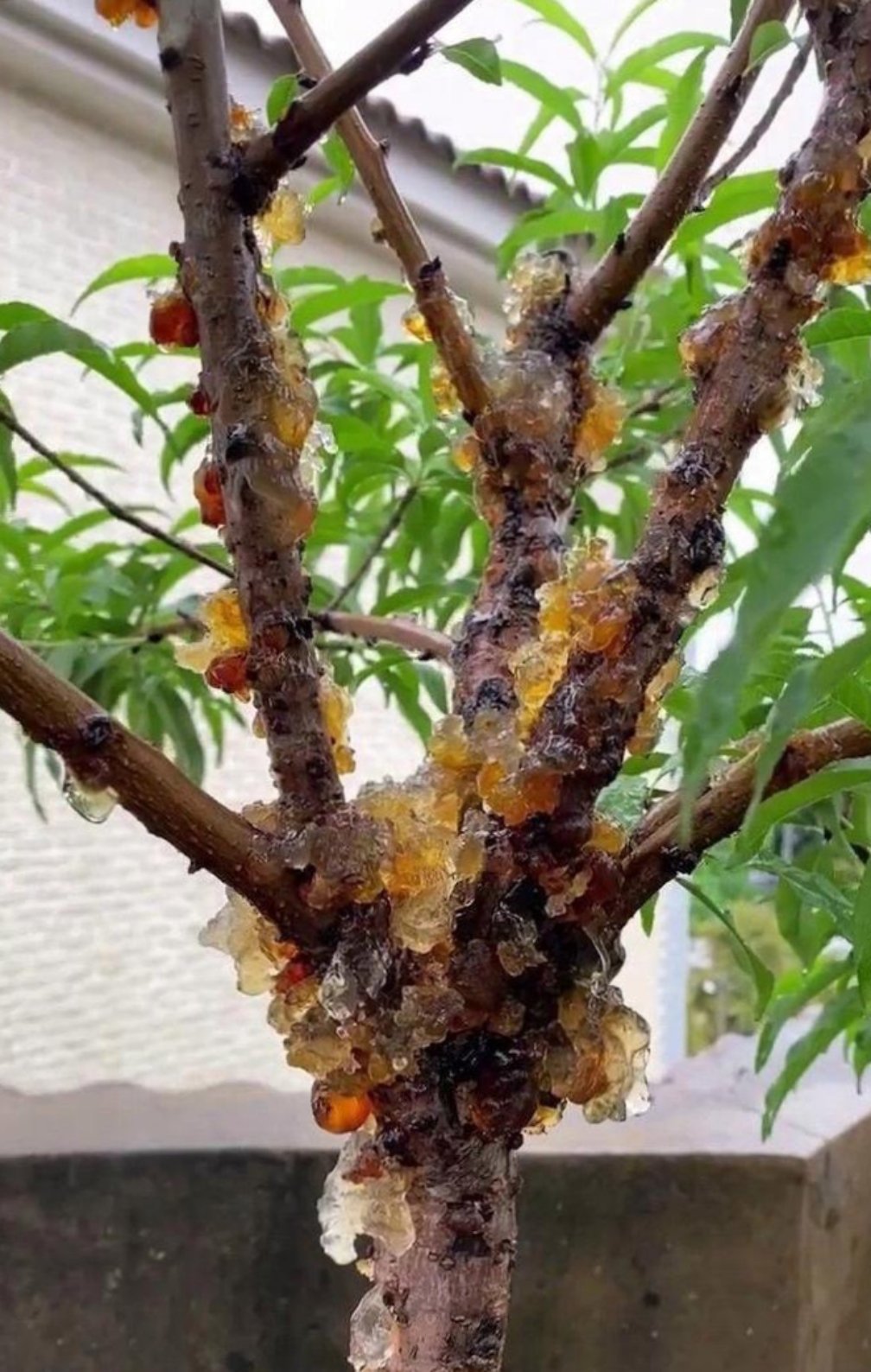 桃树上的透明胶状物质就是桃胶了,摘下来晒干就可以存放很久