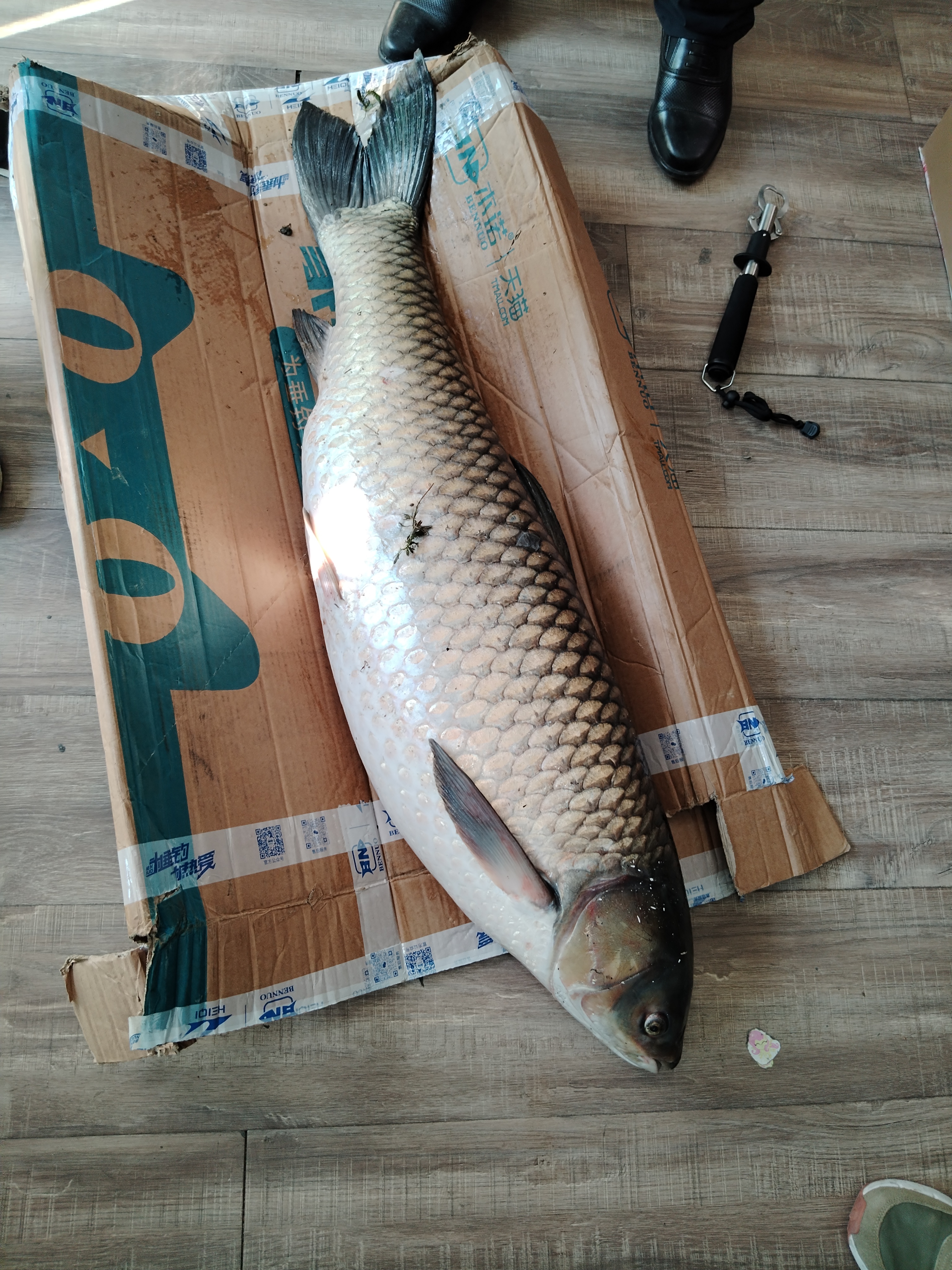 42斤大草鱼,这个算大吗?#钓鱼