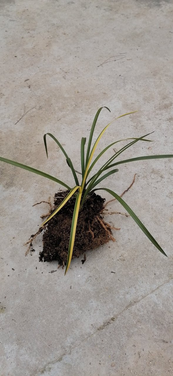 野生金边兰草花