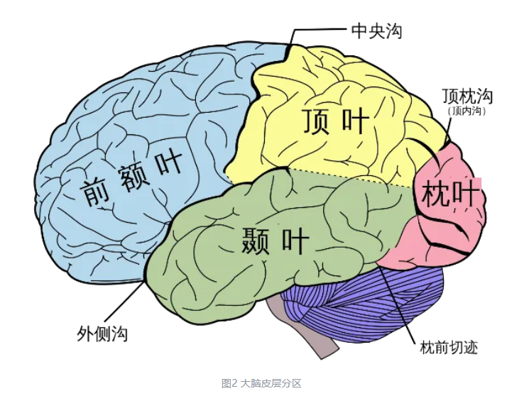 彩色解剖图展示大脑四部分及其功能