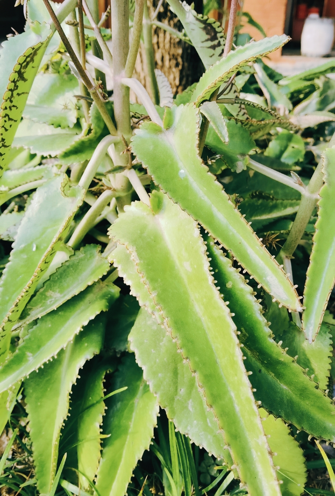 初冬, 中原的温度已经很低了, 在一个院子里见到了