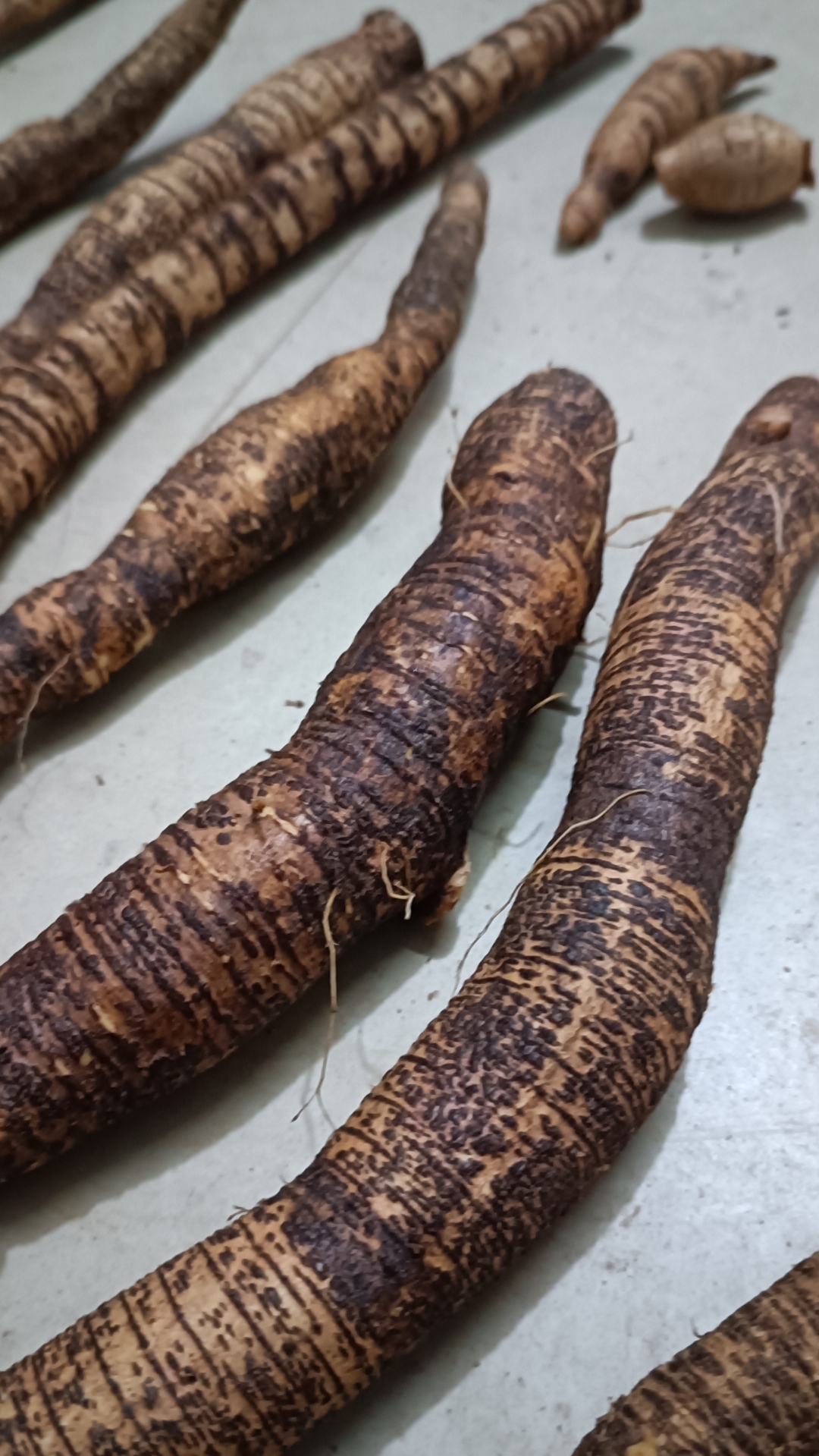 宝贝植物-小叶牛大力王1.5斤,甘甜浓香味鲜美,煮汤极品.