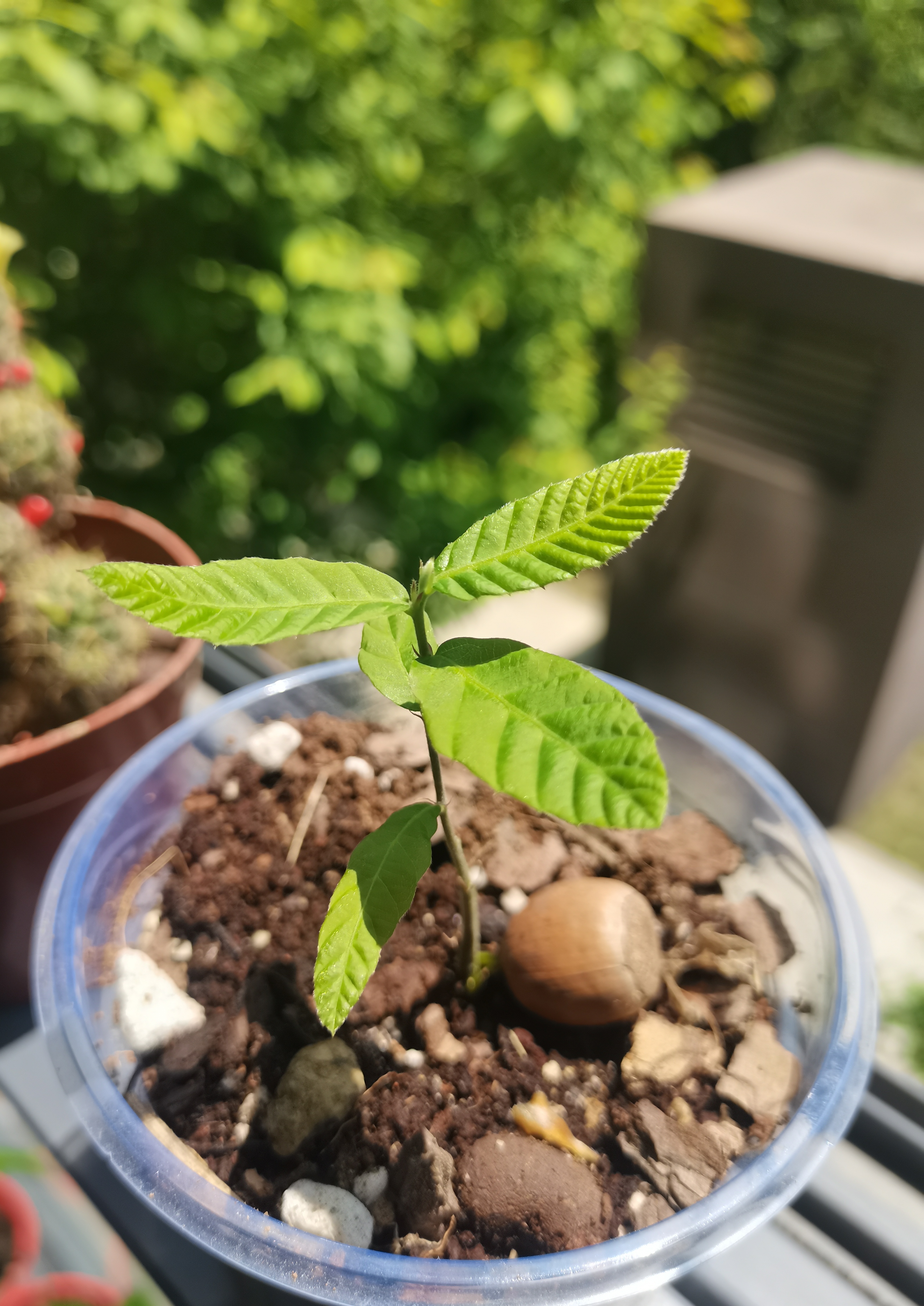 橡树摄影构图教程图片的简单介绍