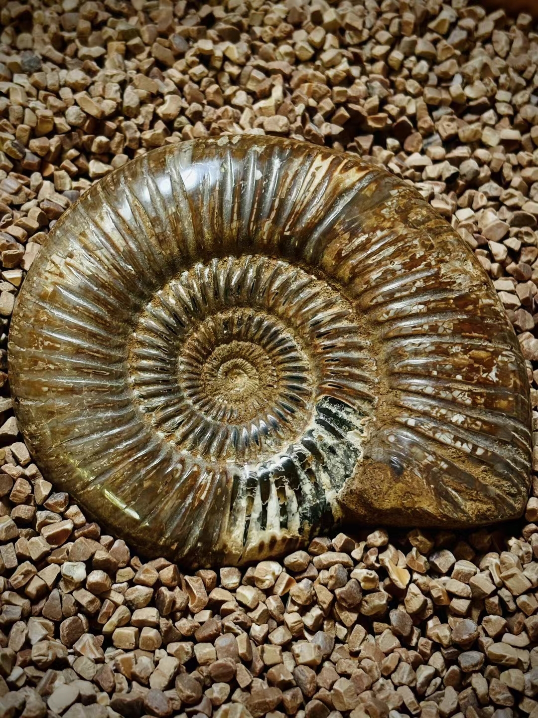 巴甫洛夫菊石的化石广泛存在于非洲马达加斯加.