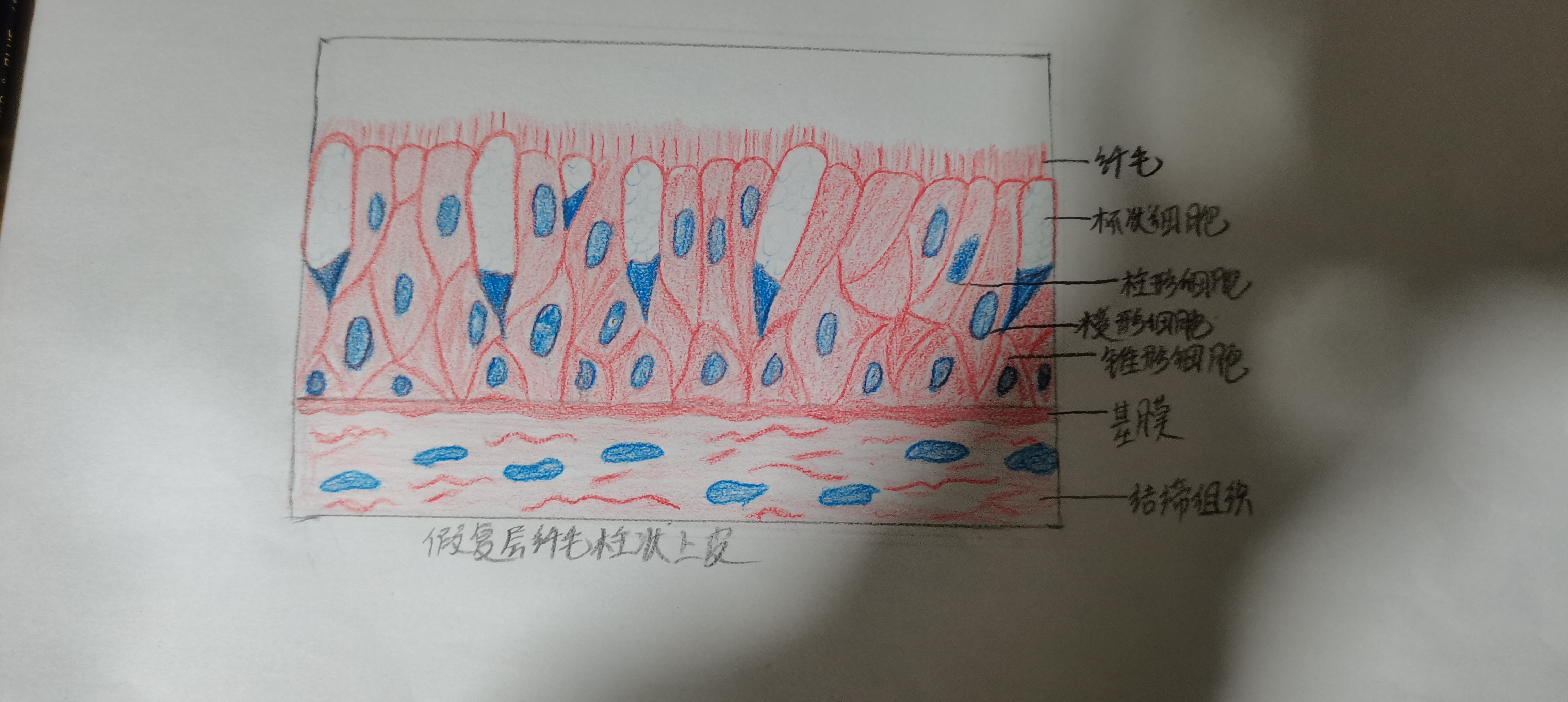 复层柱状上皮绘图图片