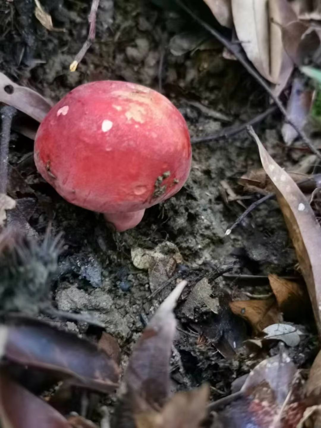 食用真菌图片