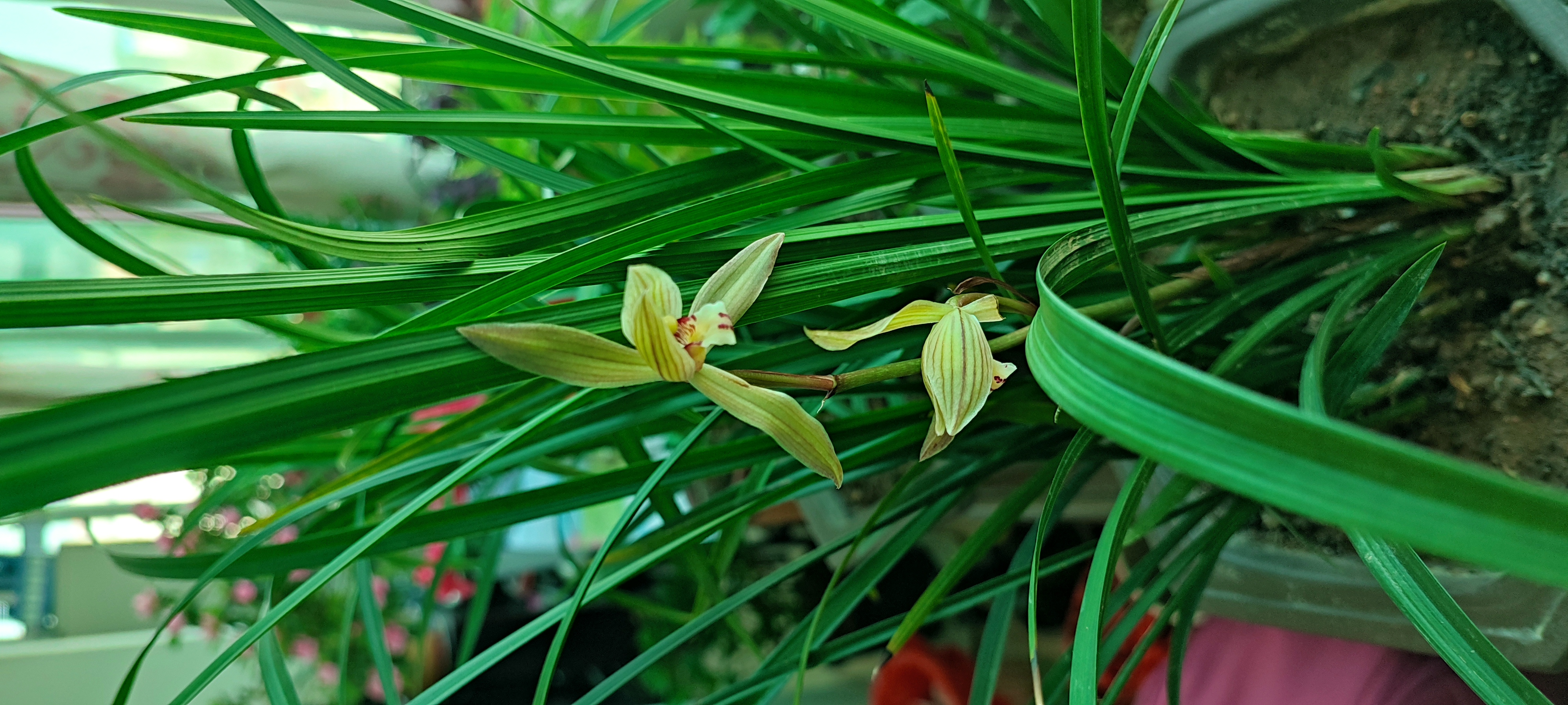 今年春节前买的一盆春剑兰花,不懂,看一大盆很漂亮,不知道是不是?