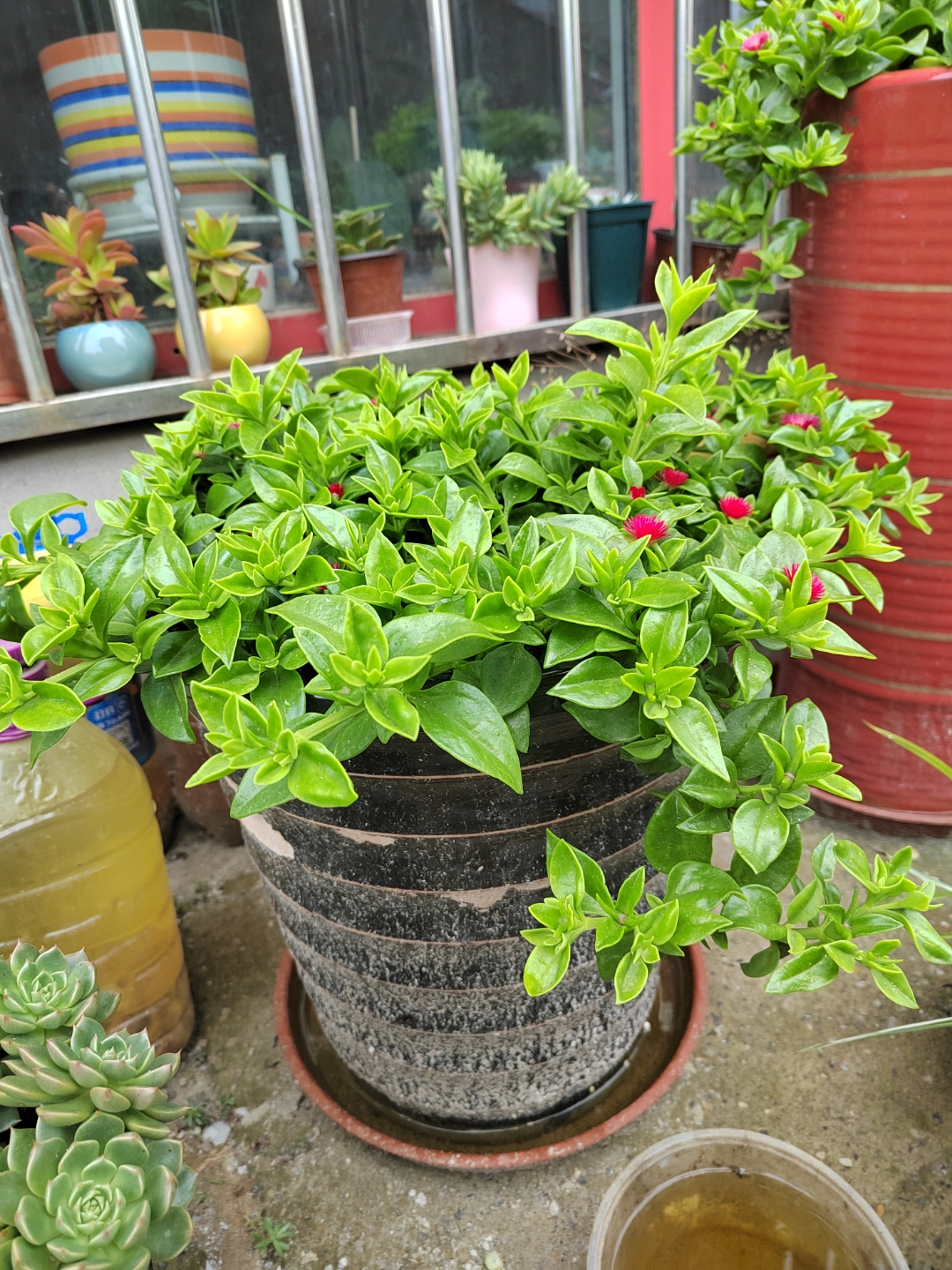 家居绿植# 夏天最容易爆盆的植物,穿心莲,也叫牡丹吊兰,好看又好吃