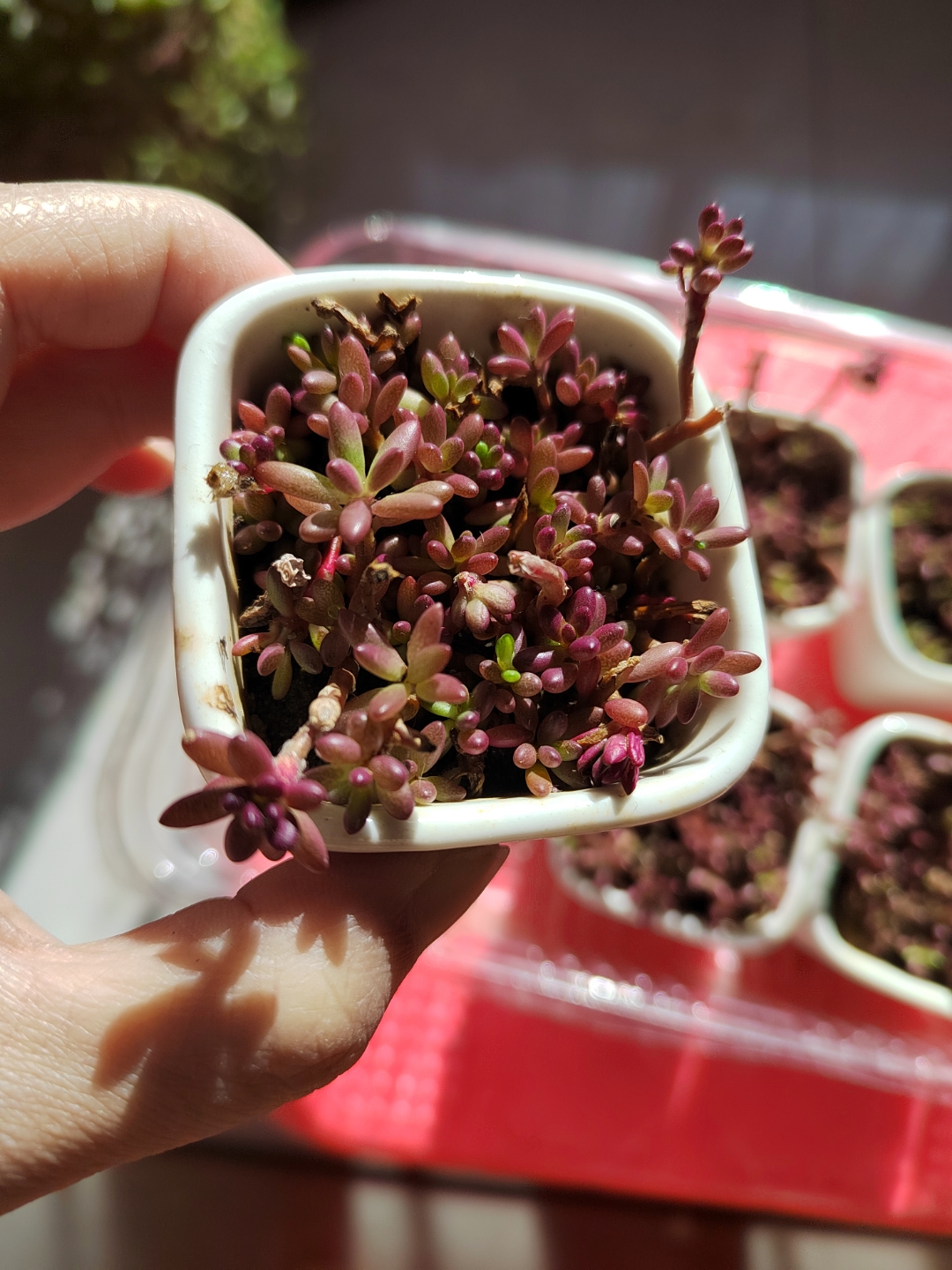 家居绿植# 紫米粒 开花的时候和太阳花有点像,每个季节的形态各具