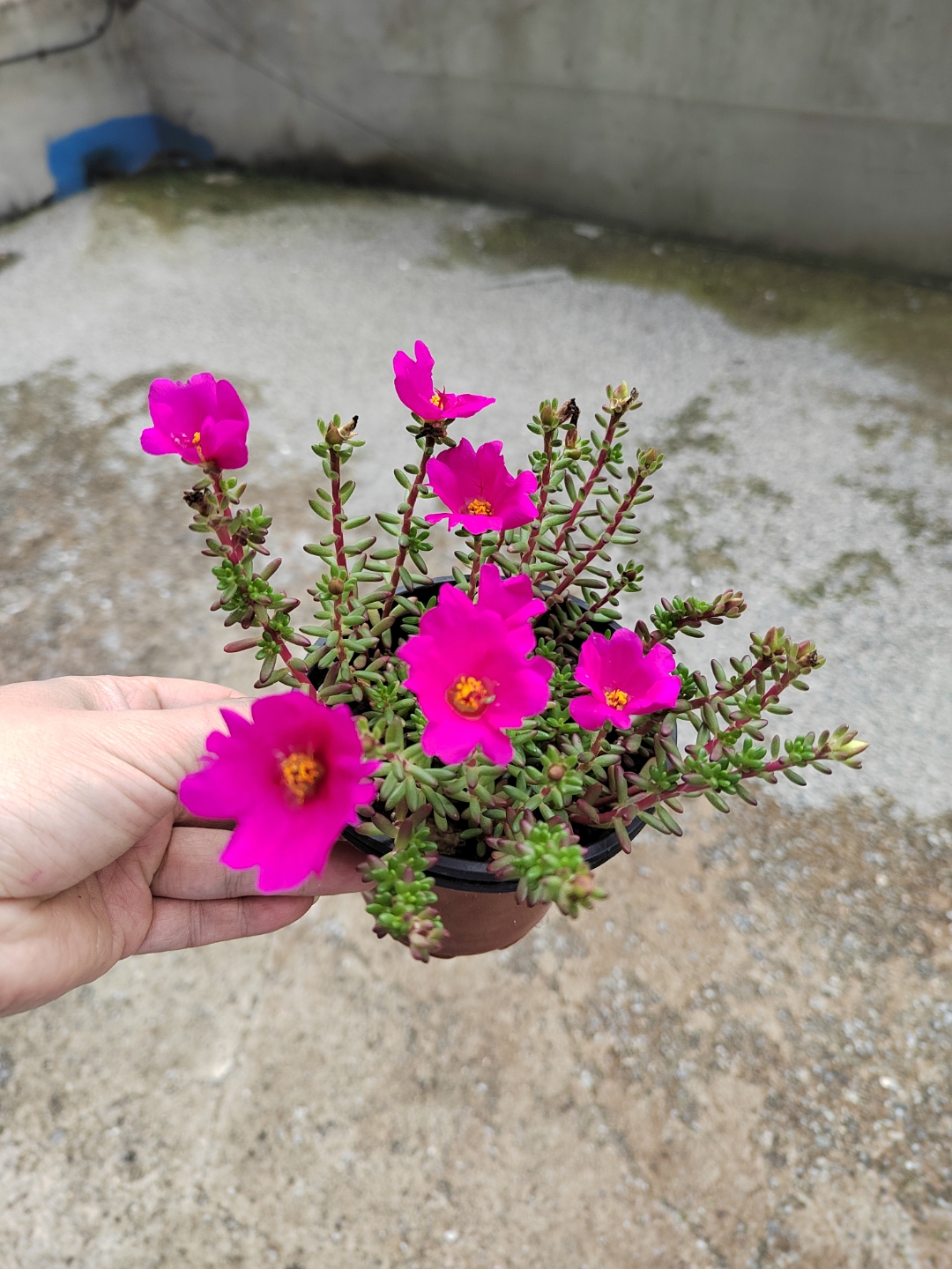 家居绿植# 紫米粒 开花的时候和太阳花有点像,每个季节的形态各具