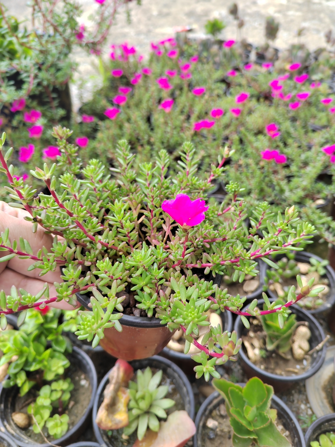 家居绿植# 紫米粒 开花的时候和太阳花有点像,每个季节的形态各具