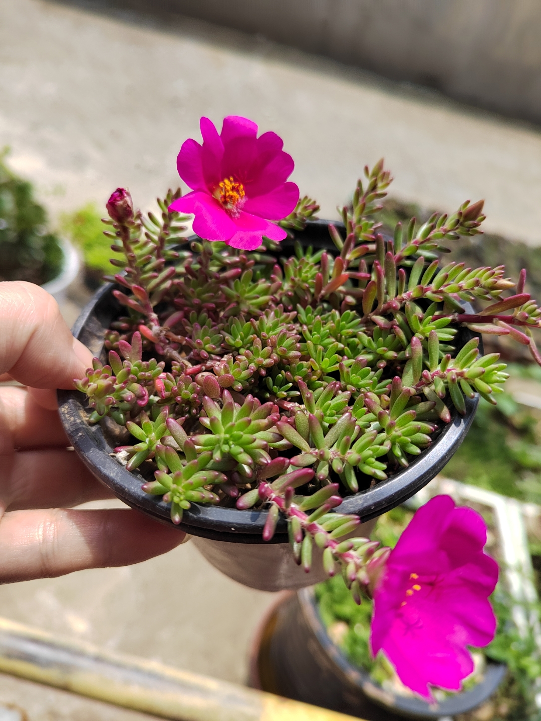 家居绿植# 紫米粒 开花的时候和太阳花有点像,每个季节的形态各具