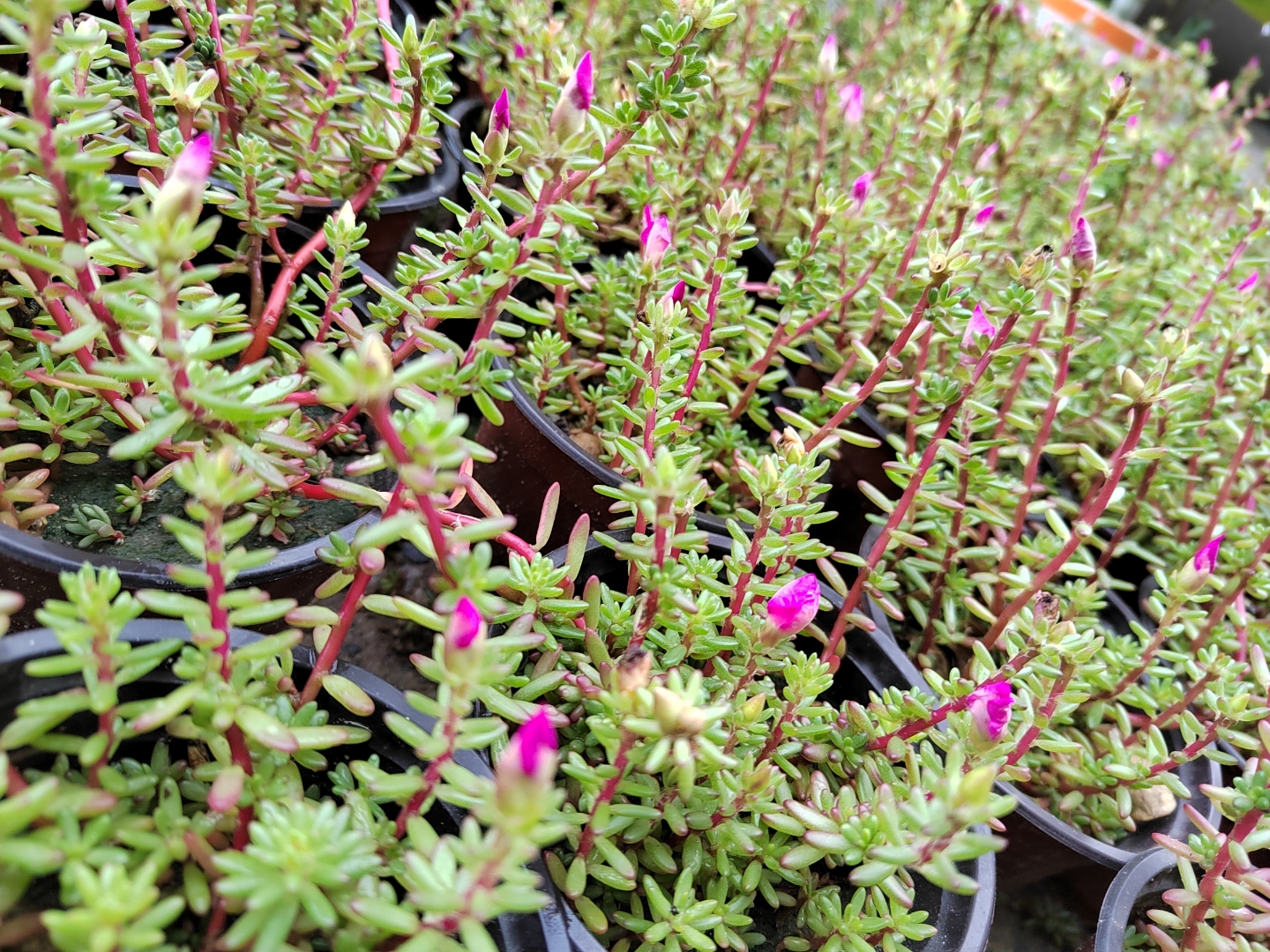 家居绿植# 紫米粒 开花的时候和太阳花有点像,每个季节的形态各具