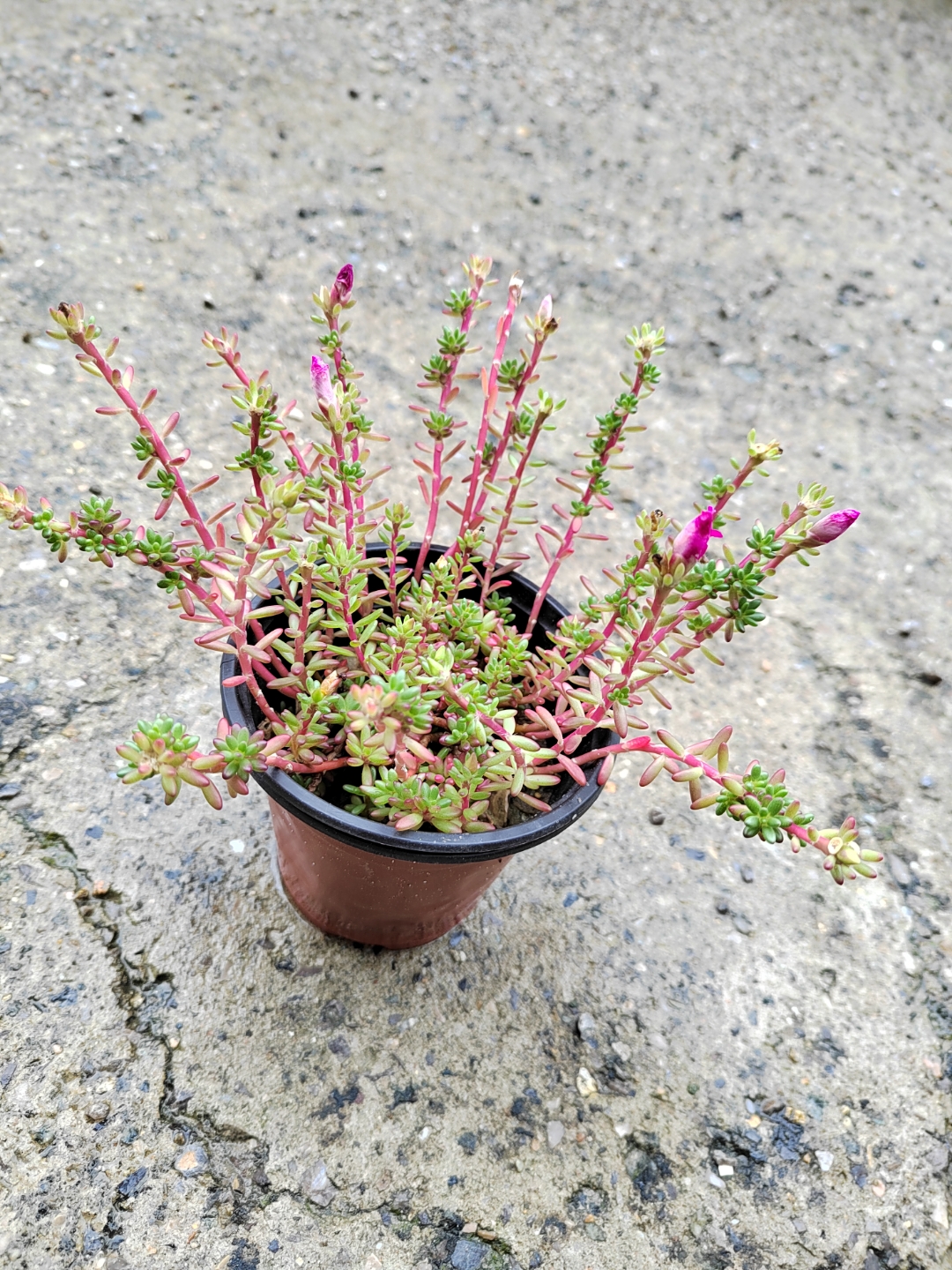 家居绿植# 紫米粒 开花的时候和太阳花有点像,每个季节的形态各具