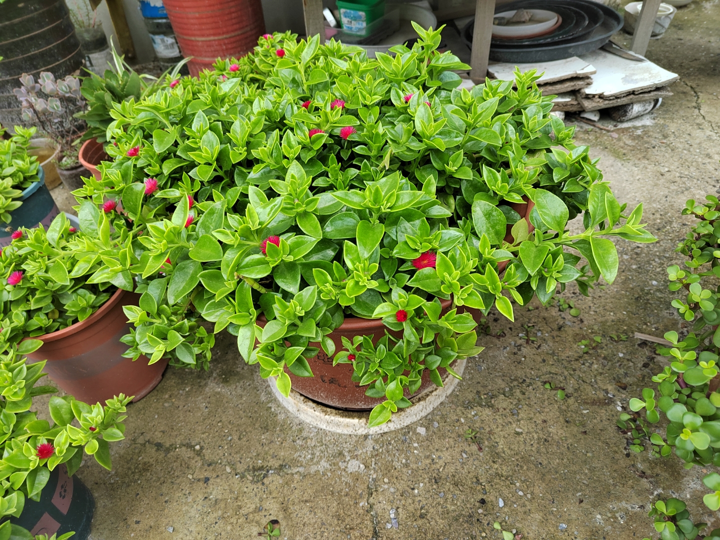 家居绿植# 夏天最容易爆盆的植物,穿心莲,也叫牡丹吊兰,好看又好吃