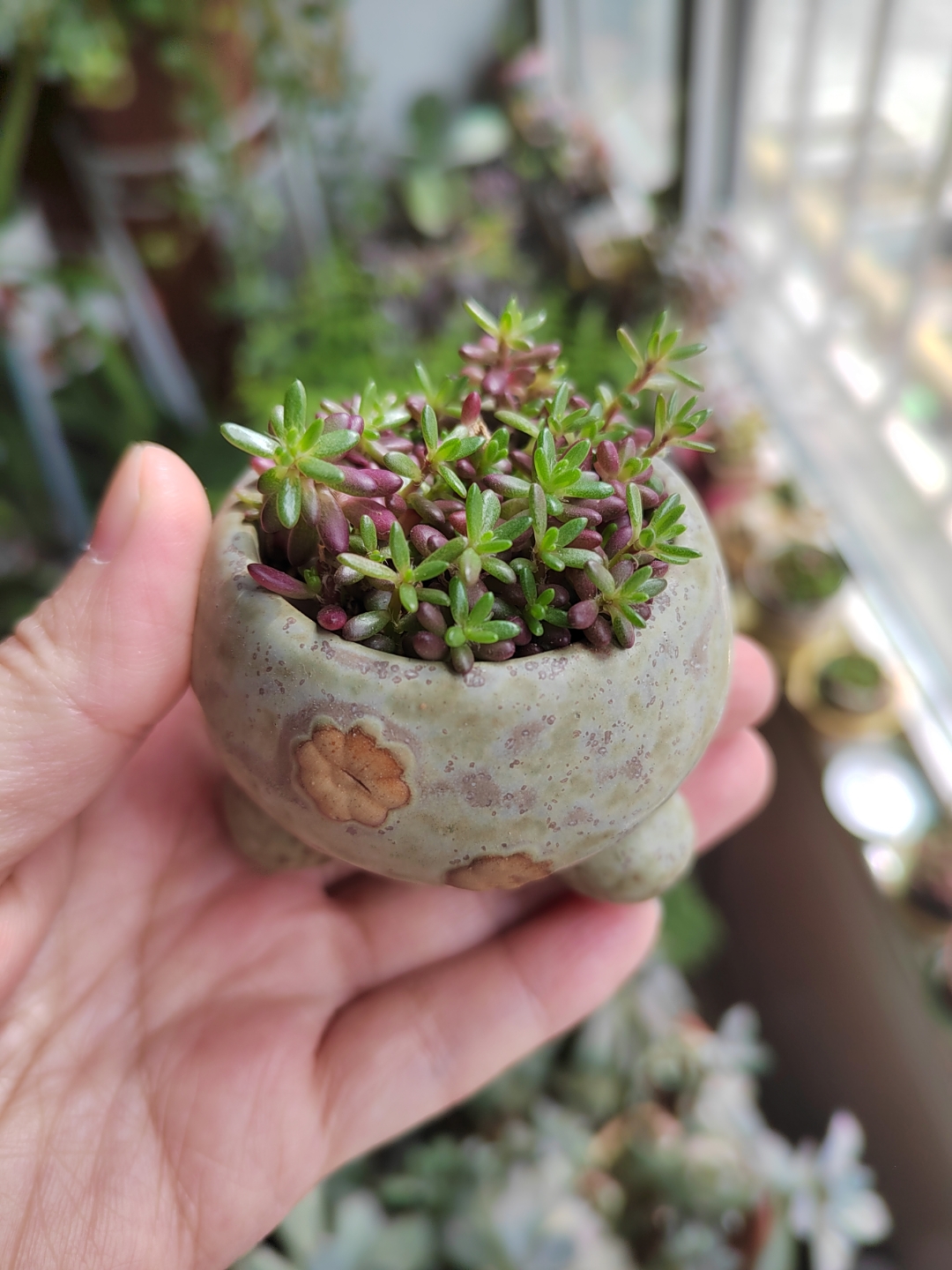 家居绿植# 紫米粒 开花的时候和太阳花有点像,每个季节的形态各具