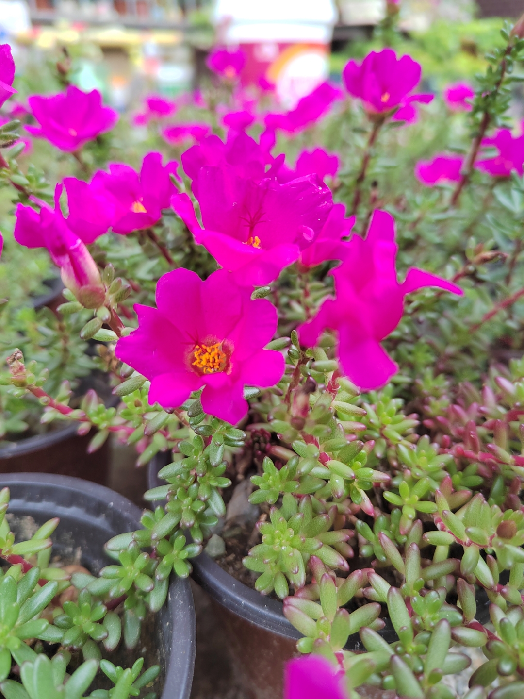 家居绿植# 紫米粒 开花的时候和太阳花有点像,每个季节的形态各具