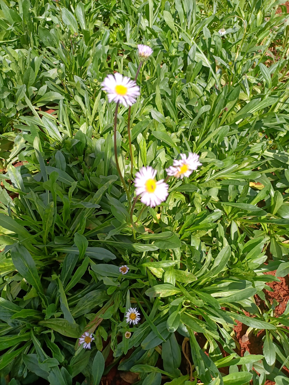 灯盏花 灯盏花,属于菊科植物,又名灯盏细辛,东菊等.