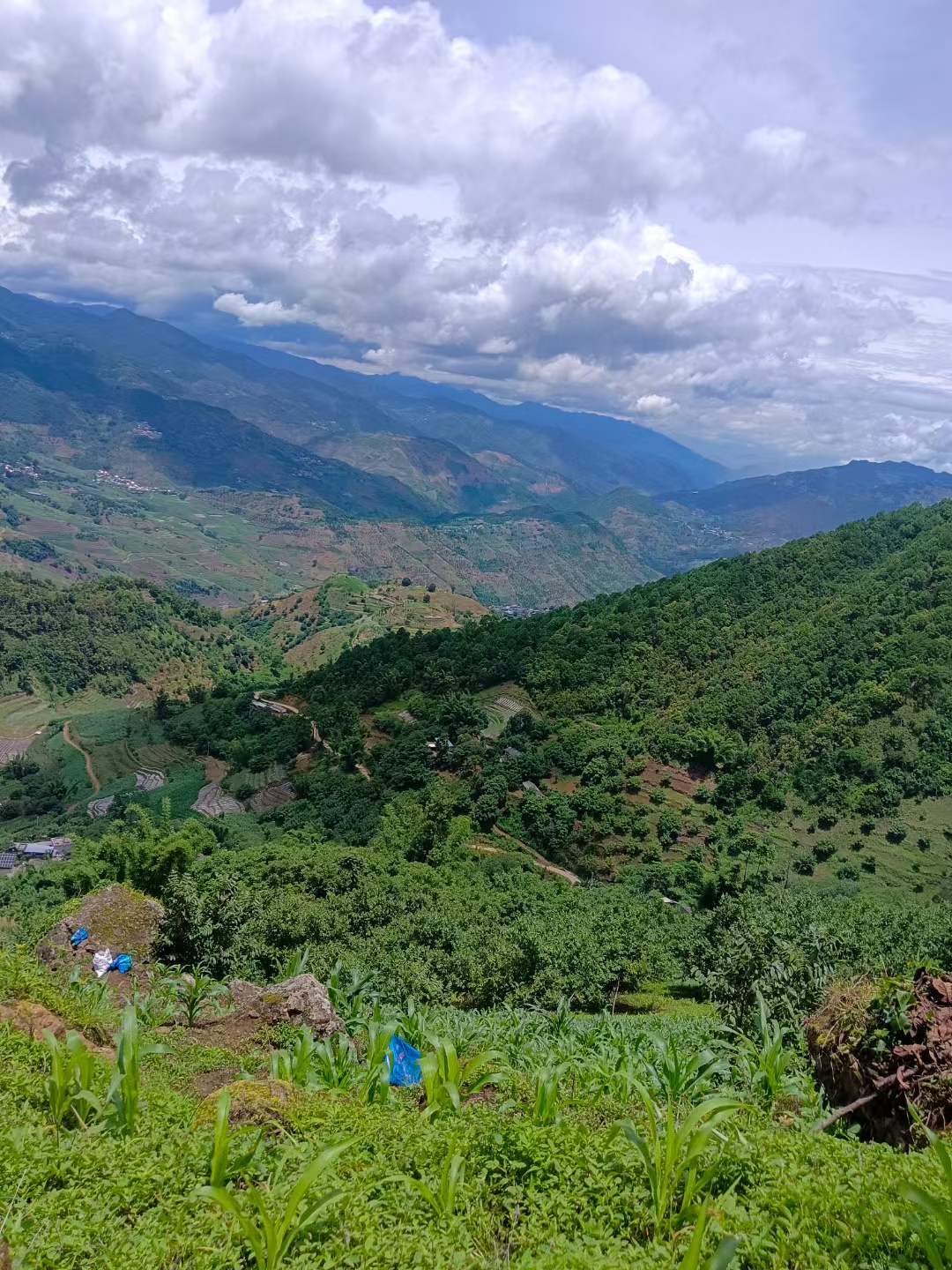 坝糯主产于云南省临沧市勐库镇,坝糯古树茶亦是东半山的代表,坝糯古树