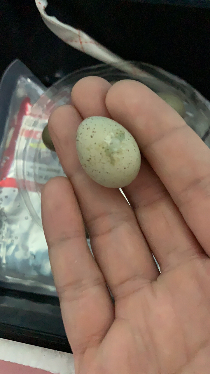 一枚裂了壳的芦丁鸡蛋,用透明胶带粘一粘.