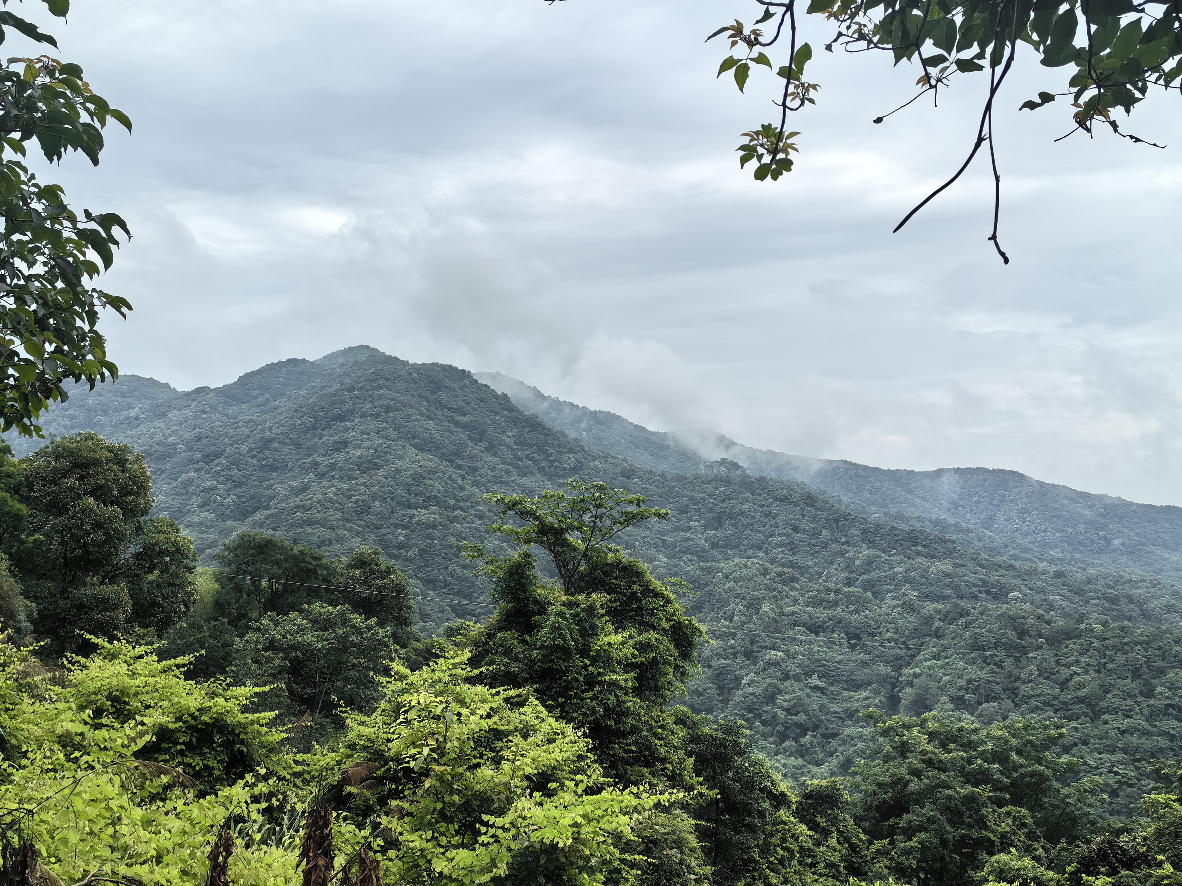 广东惠州象头山森林公园,封山育林,还没有对外开放,亚热带森林气候