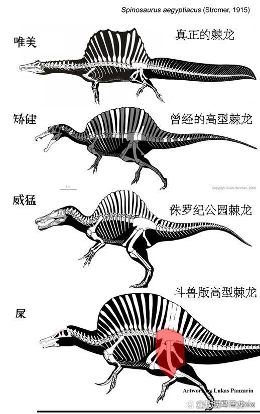 最早发现的棘龙正模编号为iphg 1912viii 19,这组化石包括了75厘米长