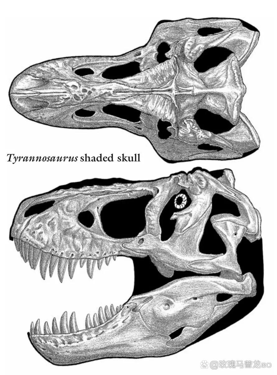 论侏罗纪公园系列的霸王龙头部复原,结构和咬力为何比现实版更弱小