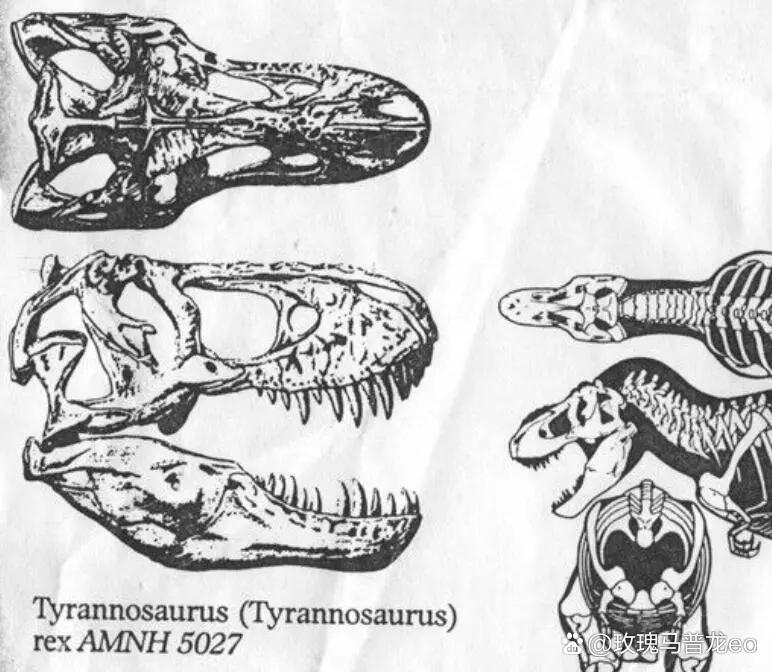 论侏罗纪公园系列的霸王龙头部复原,结构和咬力为何比现实版更弱小