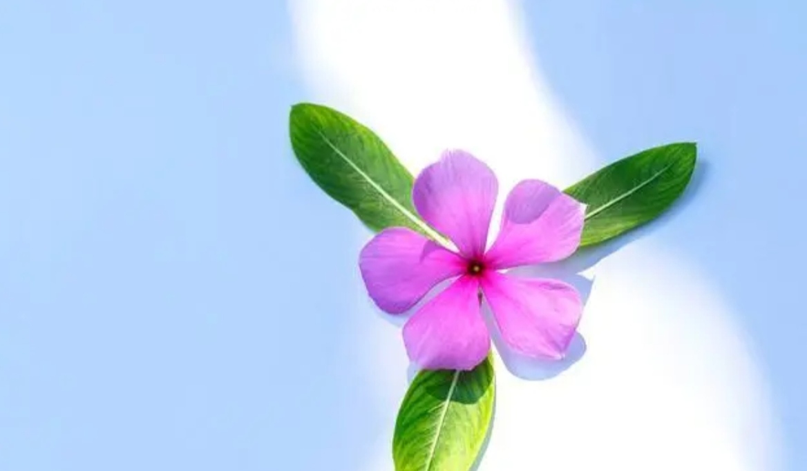 你能修一颗平常心,幸福便不请自来.