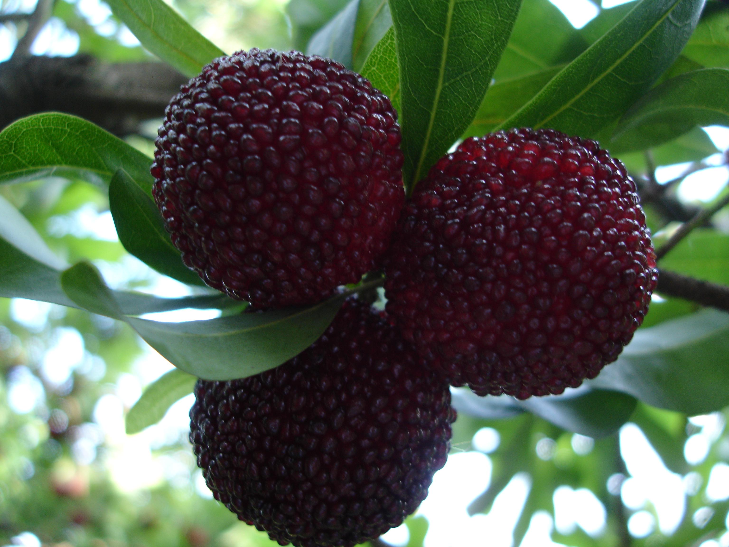 慈溪杨梅是浙江省慈溪市的特产,也是中国国家地理标志产品.