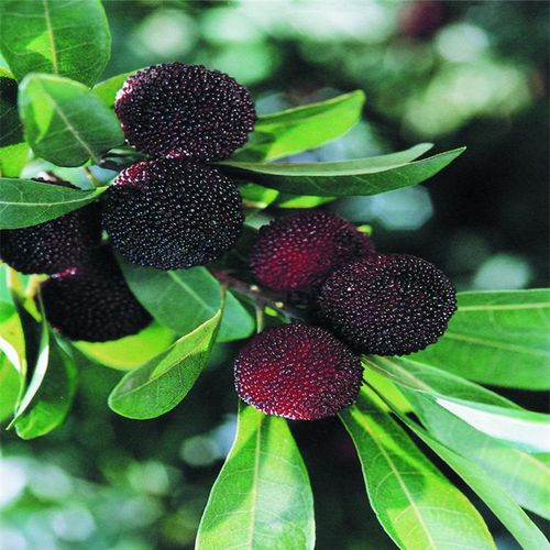 慈溪杨梅是浙江省慈溪市的特产,也是中国国家地理标志产品.