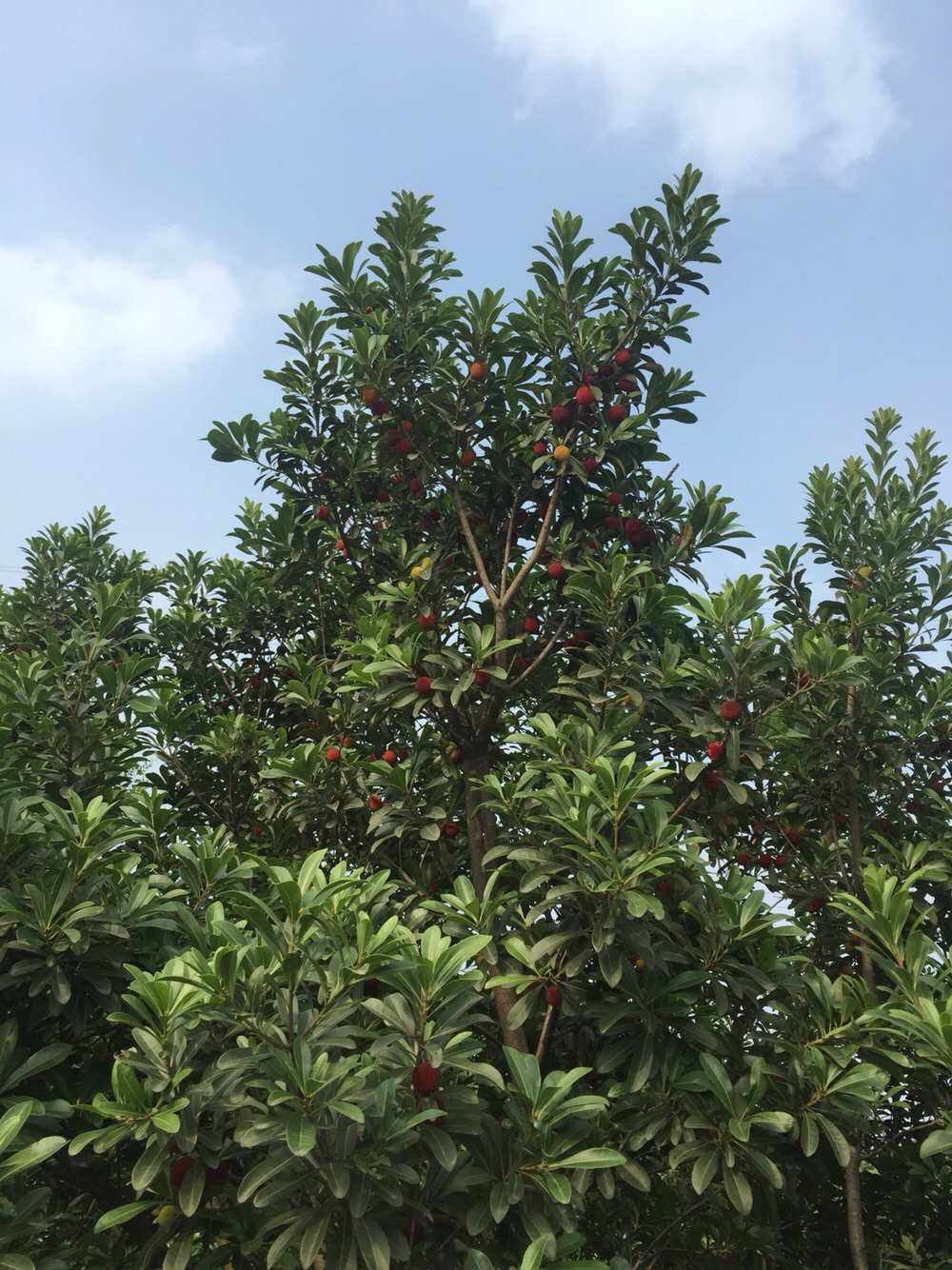 慈溪杨梅是浙江省慈溪市的特产,也是中国国家地理标志产品.