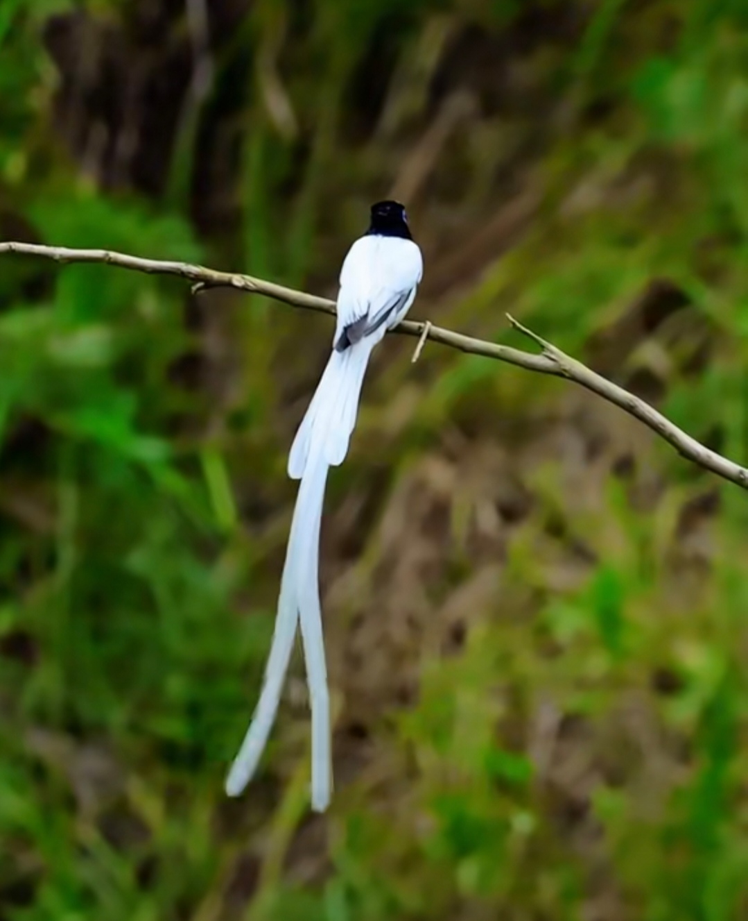 绶带鸟  林中仙子自优雅 羽衣似雪无尘暇 稍觉身上沾有灰 便在碧溪洗