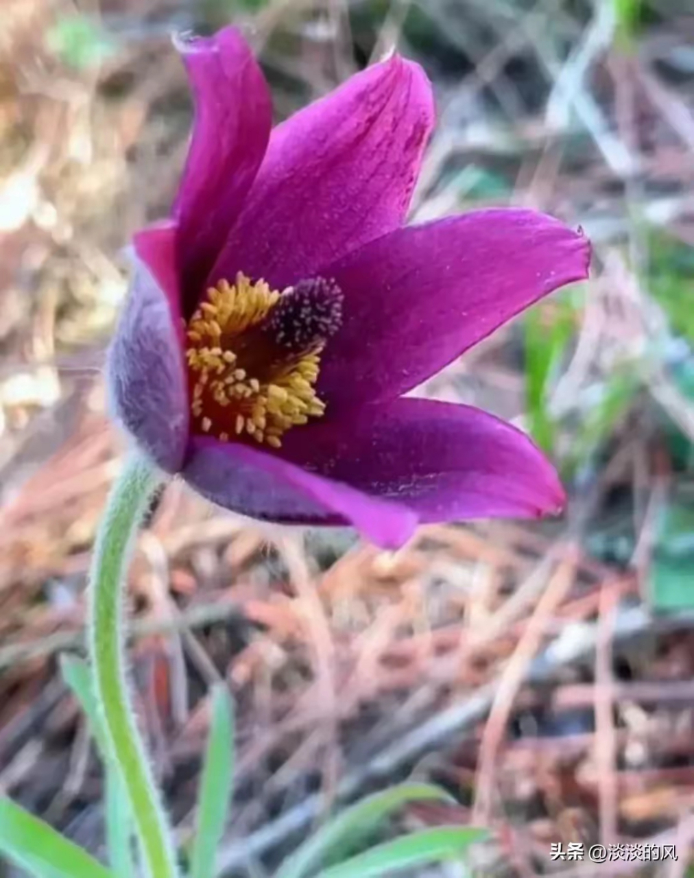 白头翁花  名字叫做白头翁 其实容貌特出众 花瓣浅粉娇妩美 瓣落轻丝