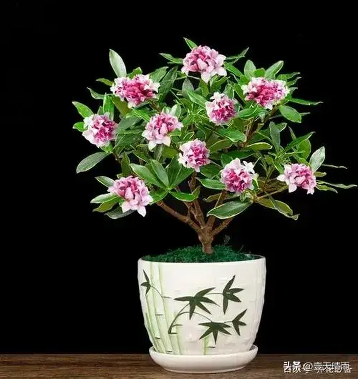 瑞香花  管它香瑞或瑞香 沾上我必喜洋洋 我如窈窕美少女 花开盛艳