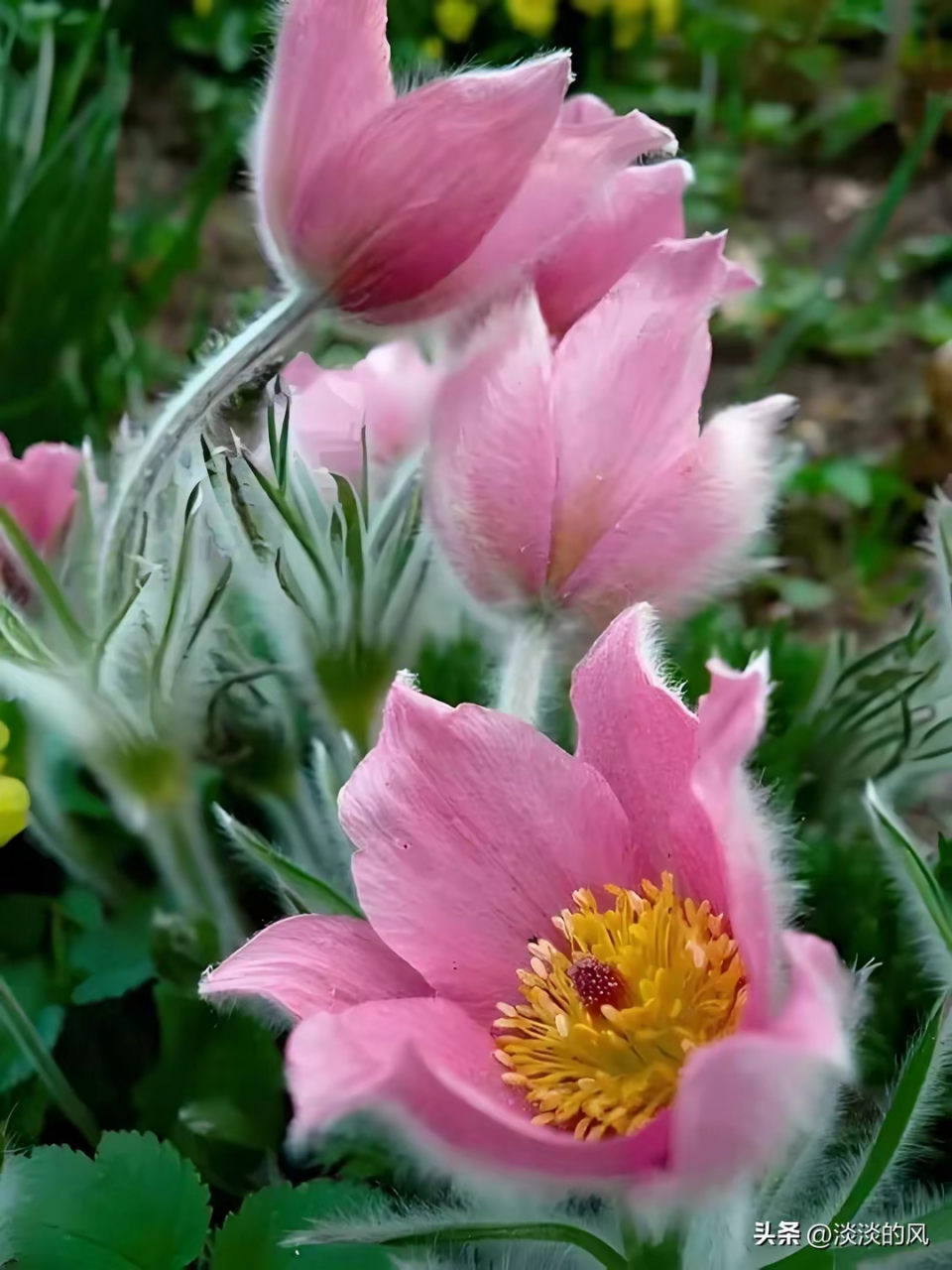 白头翁花  名字叫做白头翁 其实容貌特出众 花瓣浅粉娇妩美 瓣落轻丝