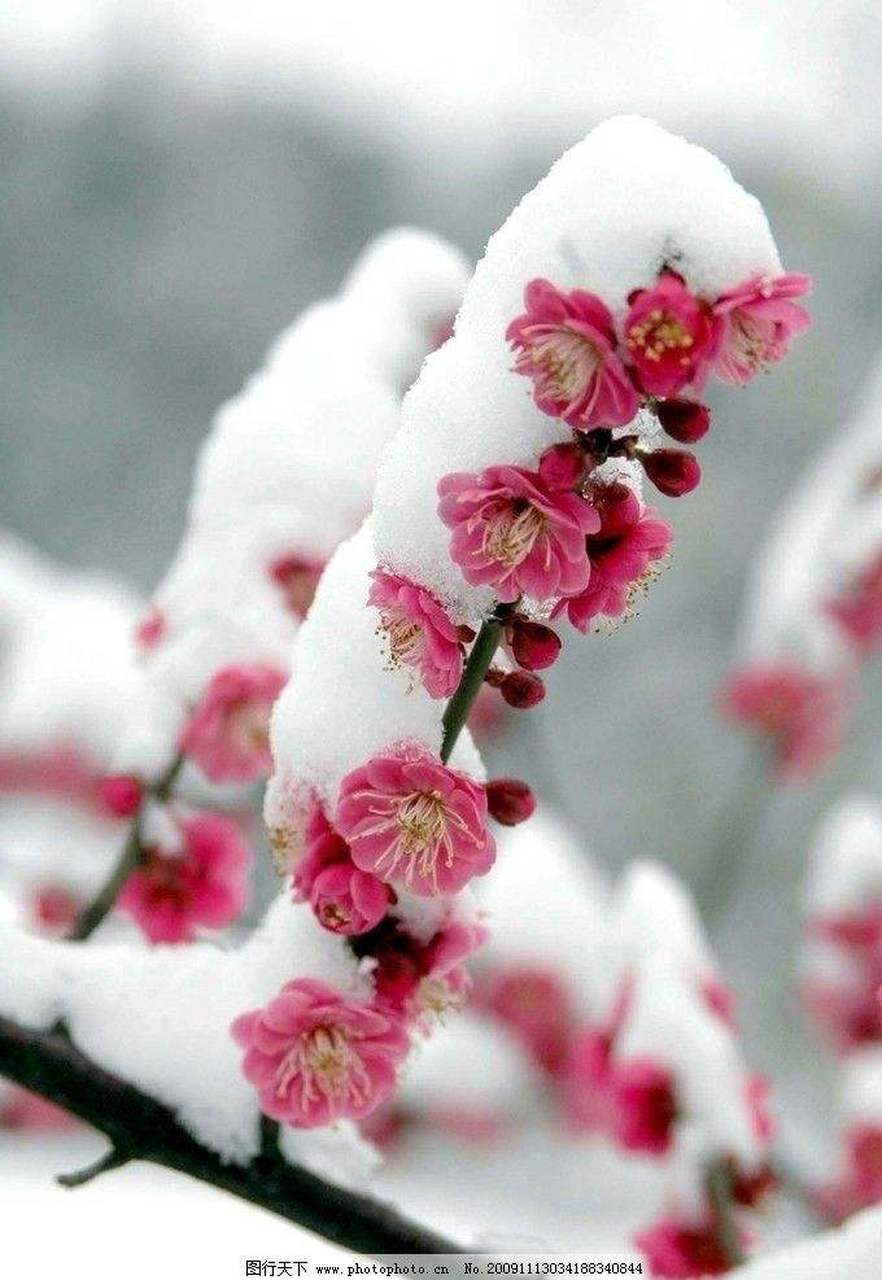 梅之语 腊梅花开传春讯 春风春雨即将临 粉红玉白进入梦 姹紫嫣红写