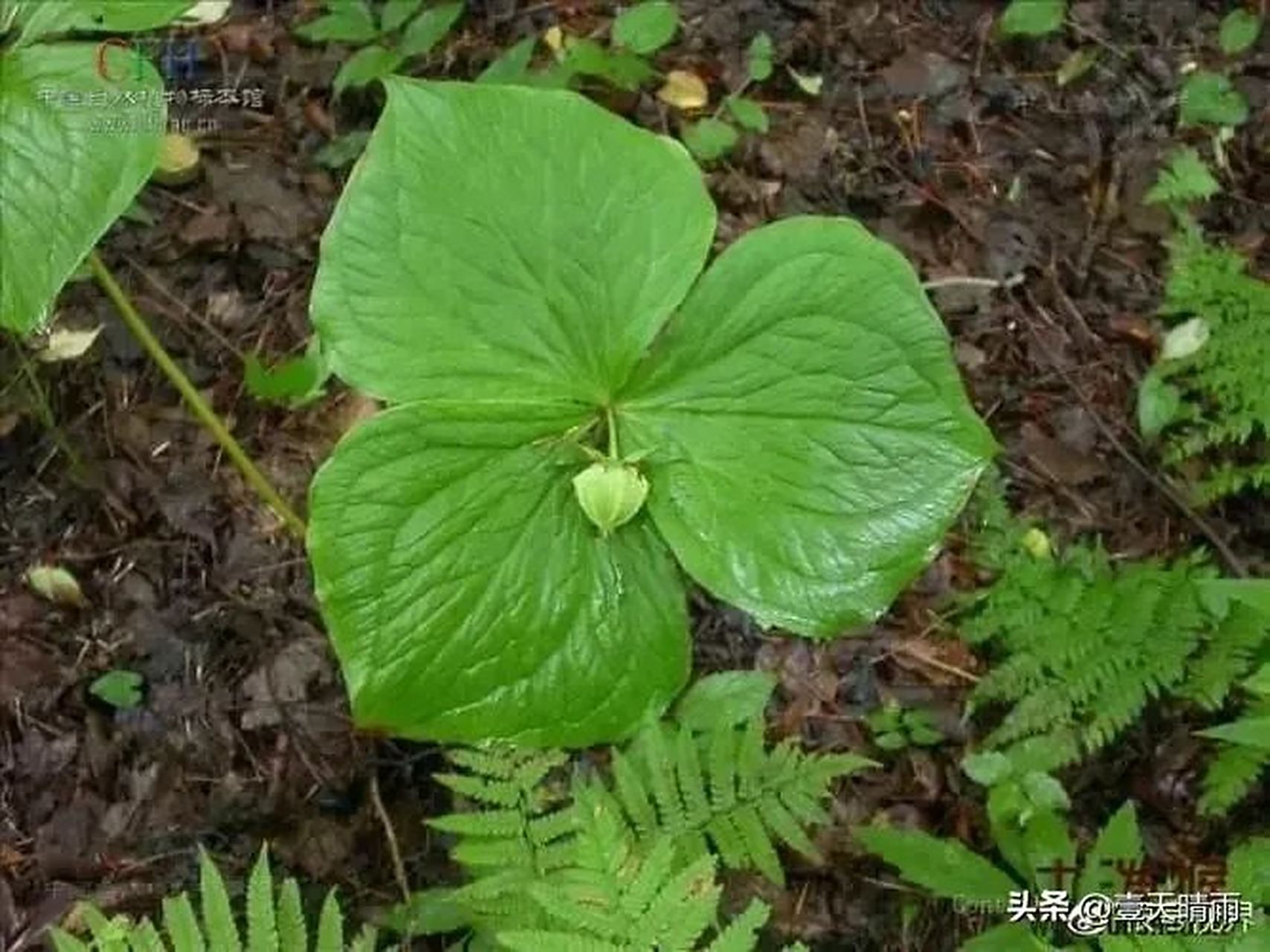 头顶一颗珠  花虽朴实少奢华 但是名字特别佳 请听头顶一颗珠 越品越