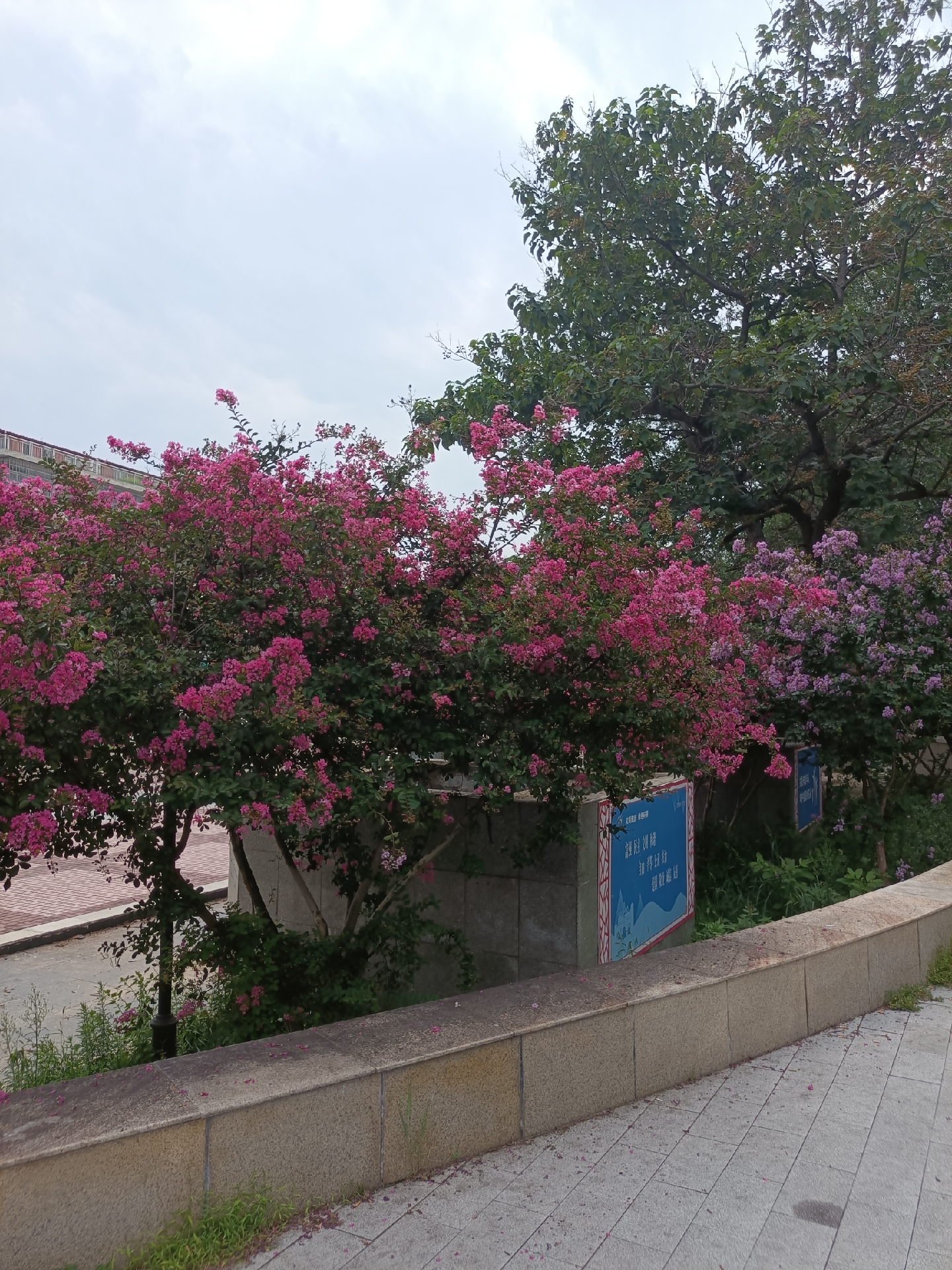 花果之城(一百)紫薇小游园  连云港的夏天 是被紫薇花统治的 道旁路边