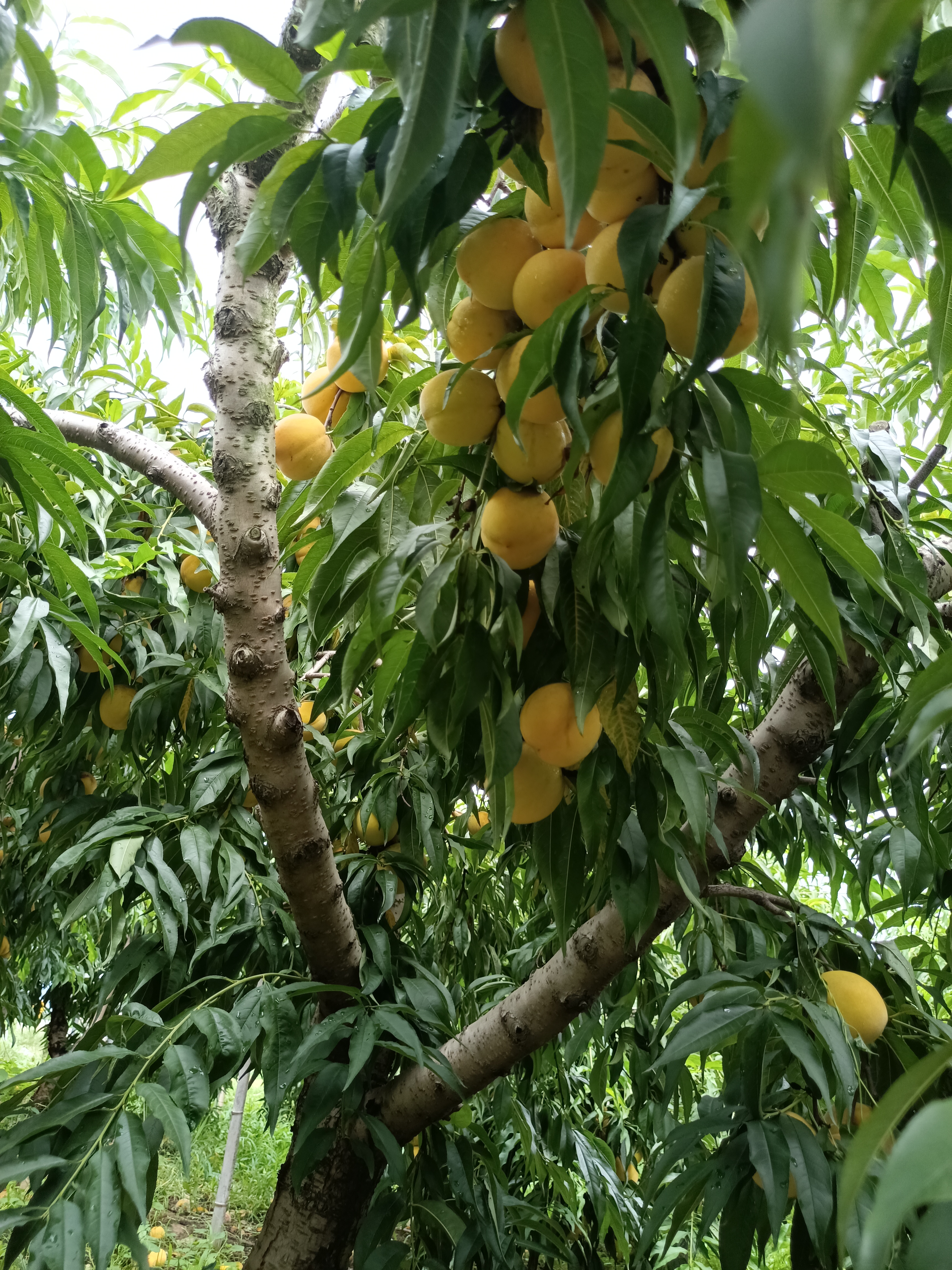 丰城桃花谷生态果园图片