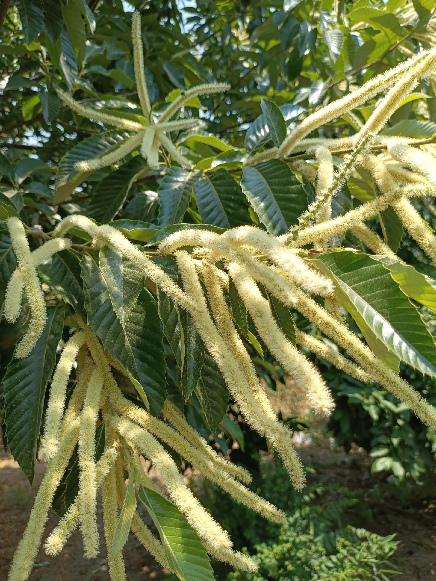 瓜栗花期图片